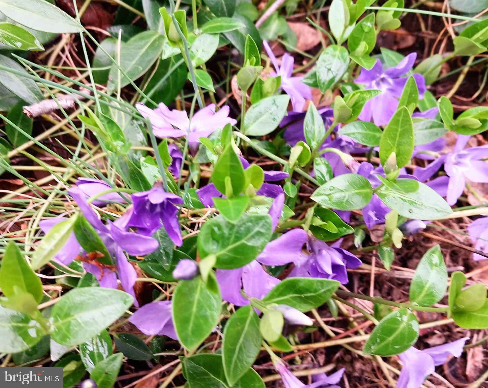 CEDAR CLIFF MANOR - Residential