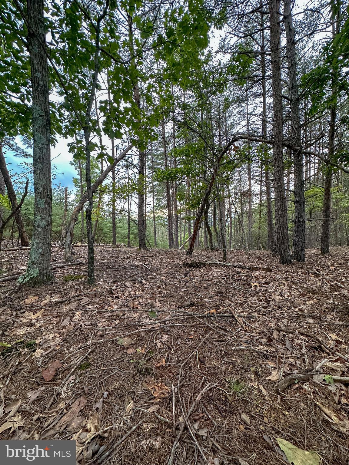 WOODLAND ESTATES - Land