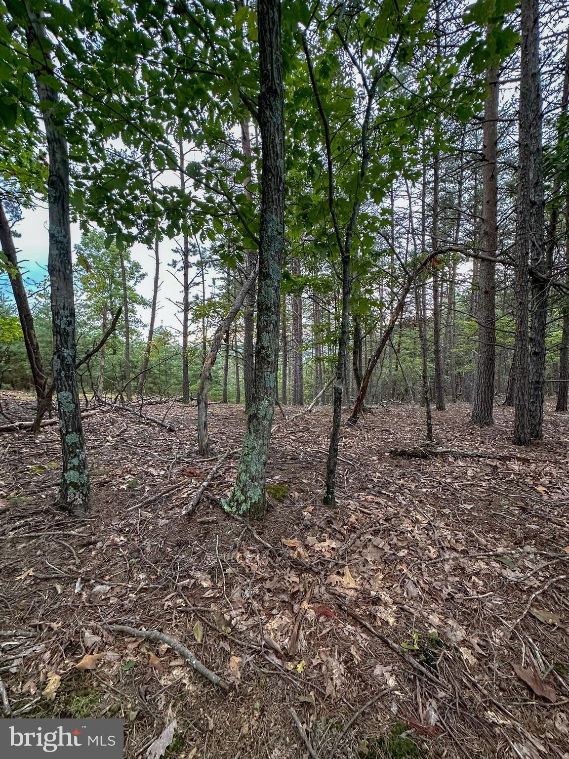 WOODLAND ESTATES - Land