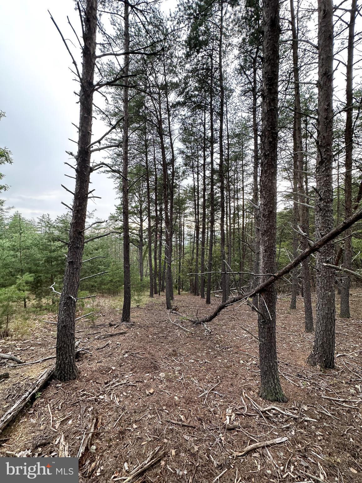 WOODLAND ESTATES - Land