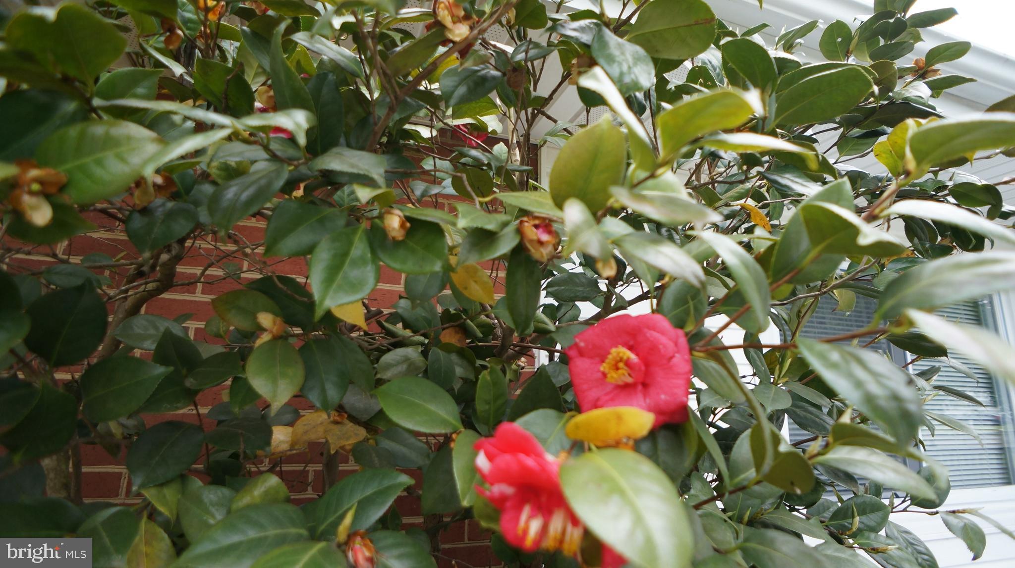 FORT WASHINGTON FOREST - Residential