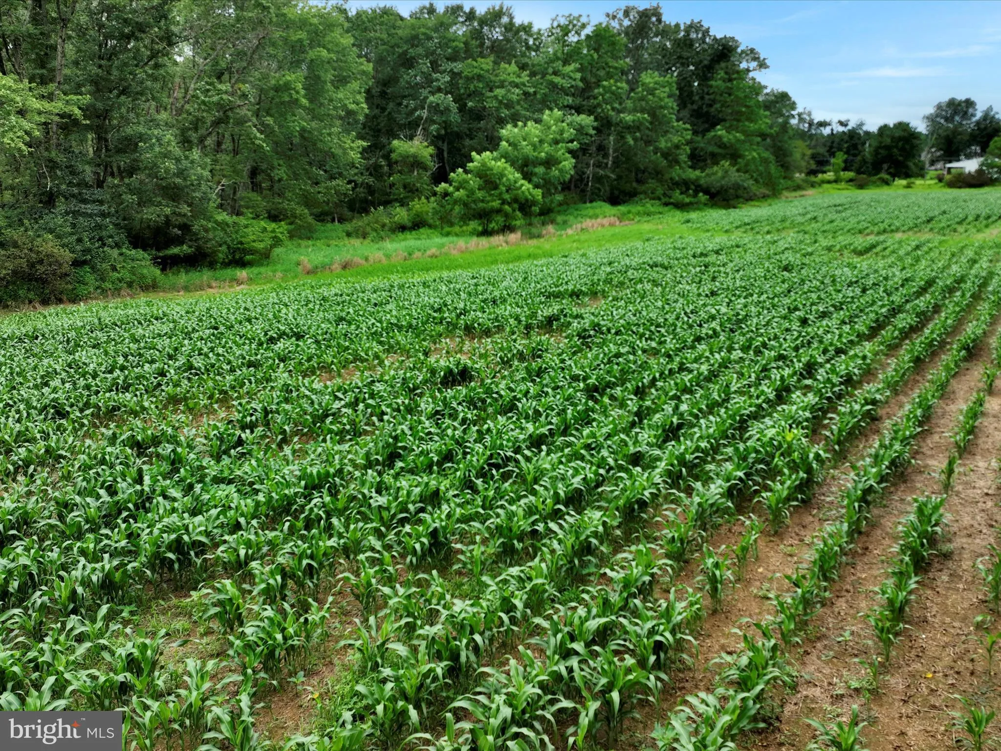 Schuylkill Haven, Pennsylvania 17972, United States, ,Land,Active,184239