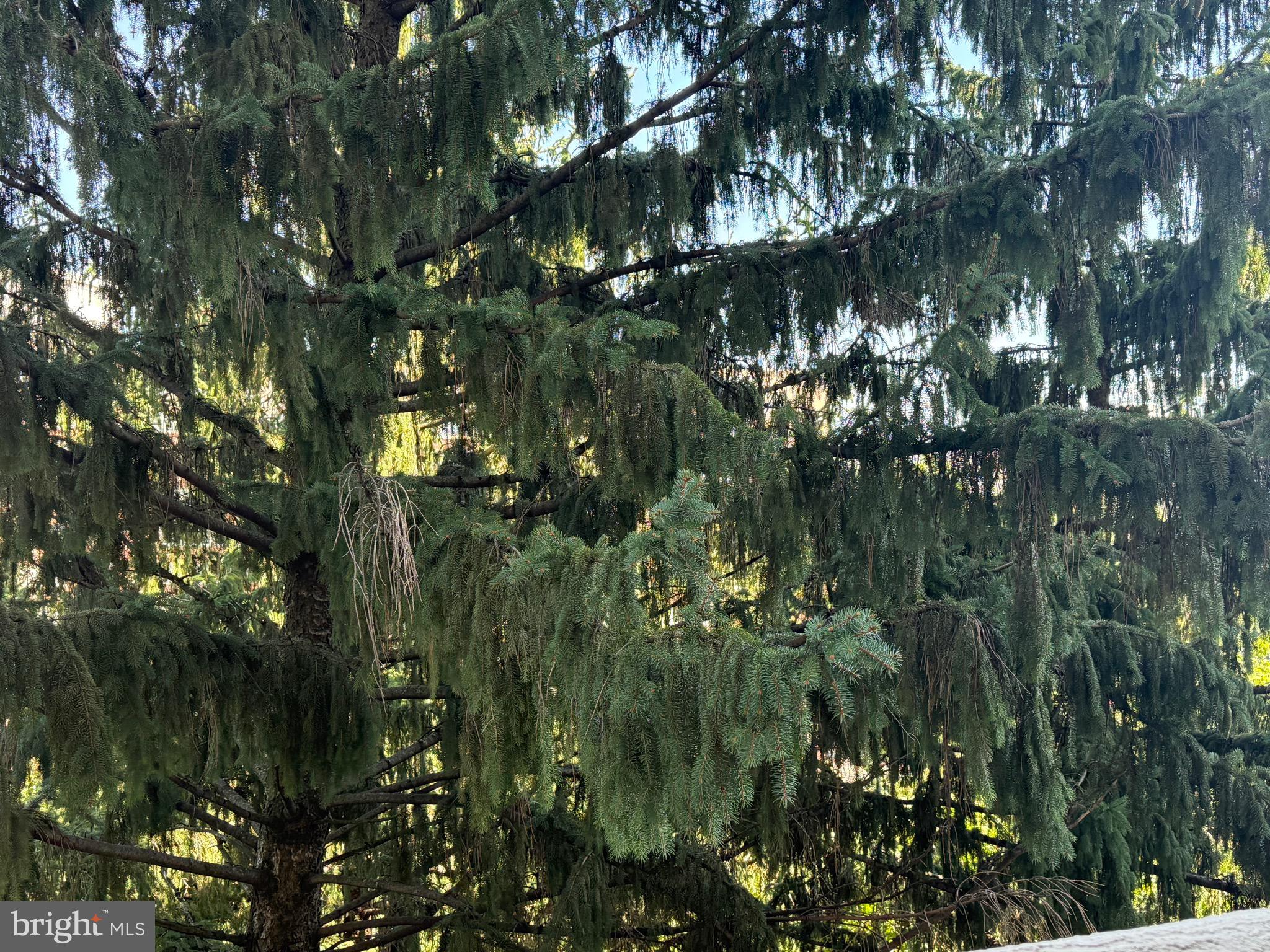 THE REPRESENTATIVE - Residential Lease