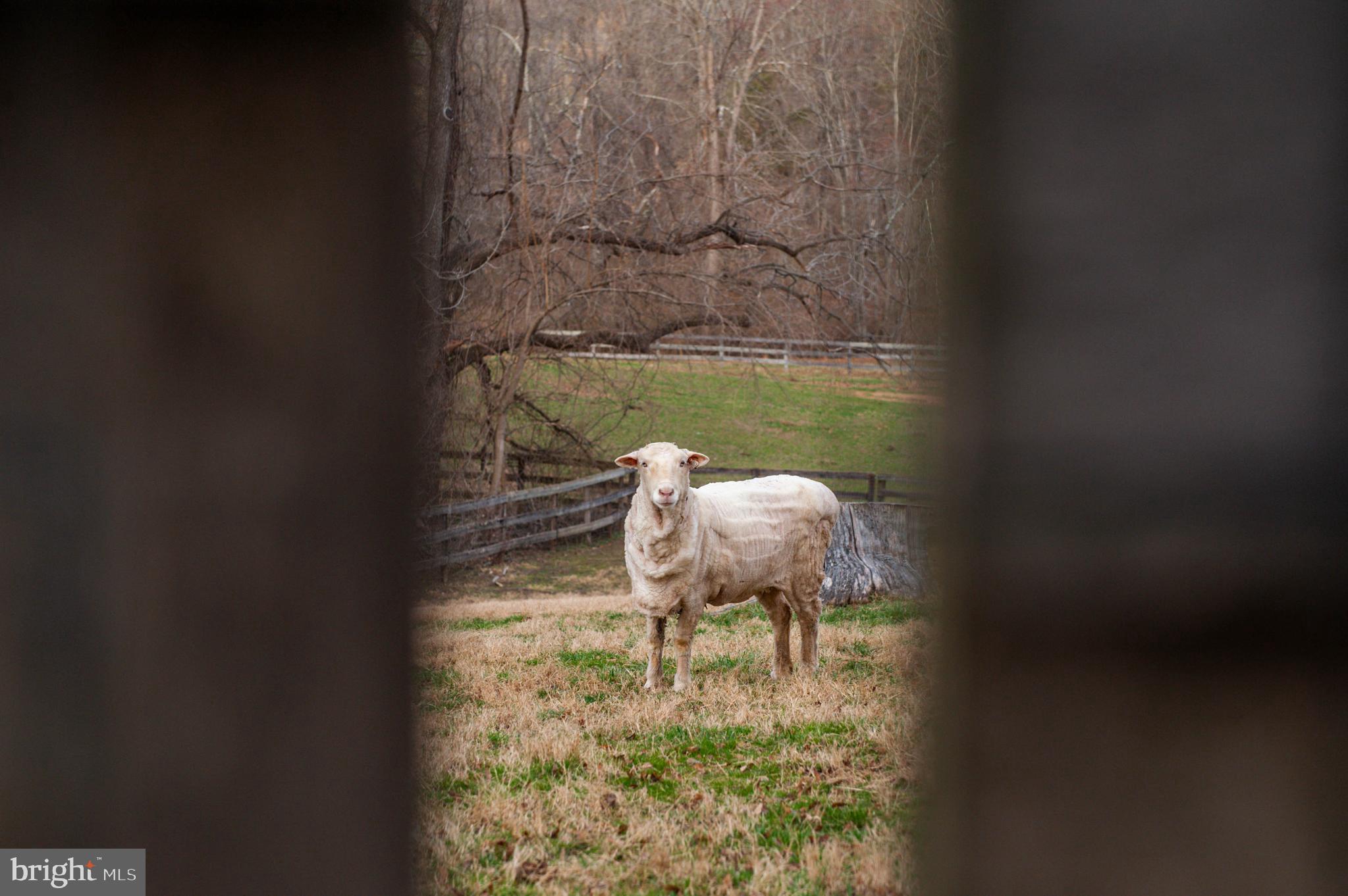 NONE AVAILABLE - Farm