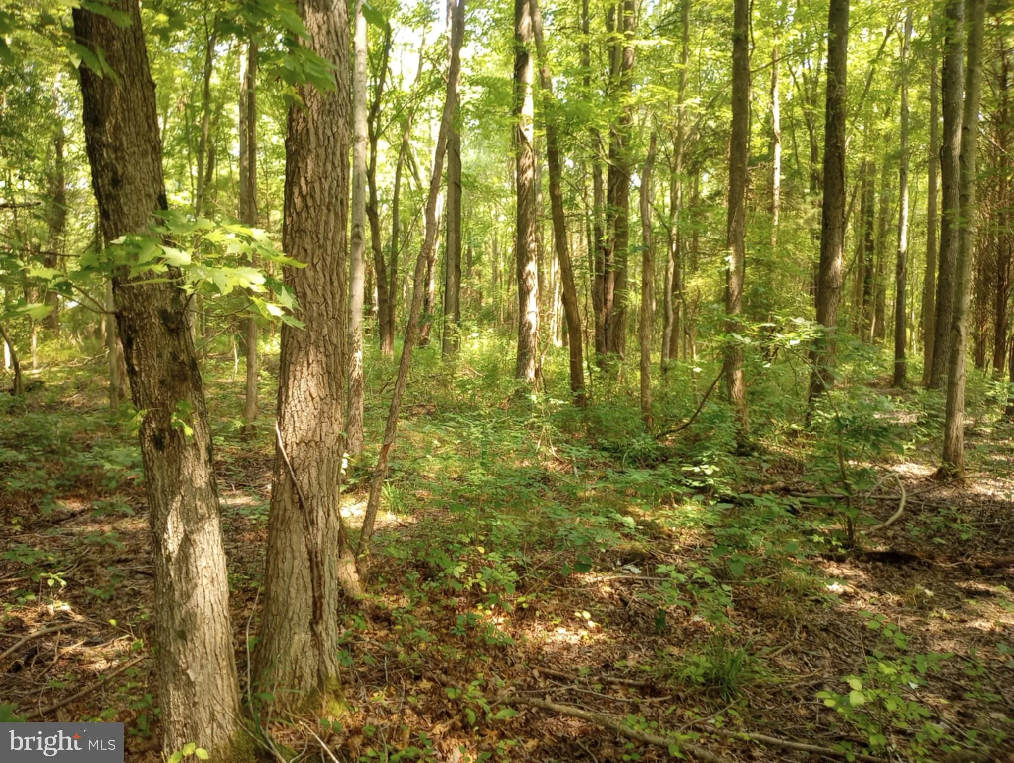 Chestertown, Maryland 21620, United States, ,Land,Active,252660
