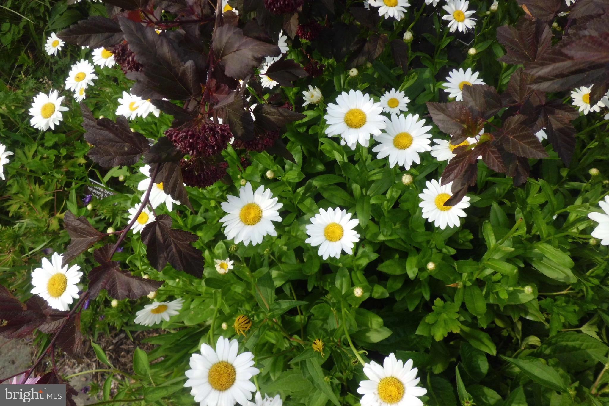 CONNECTICUT AVENUE ESTATES - Residential Lease