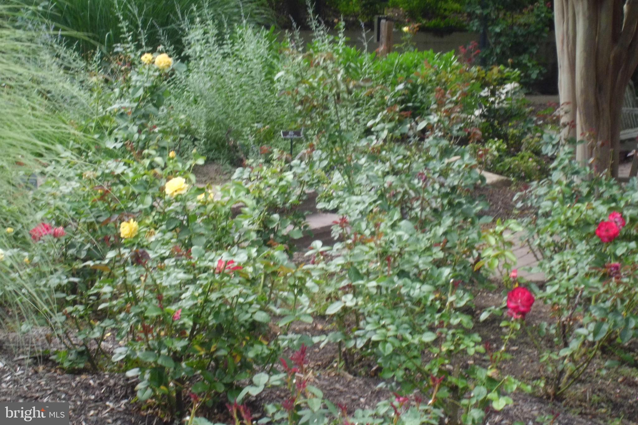 CONNECTICUT AVENUE ESTATES - Residential Lease