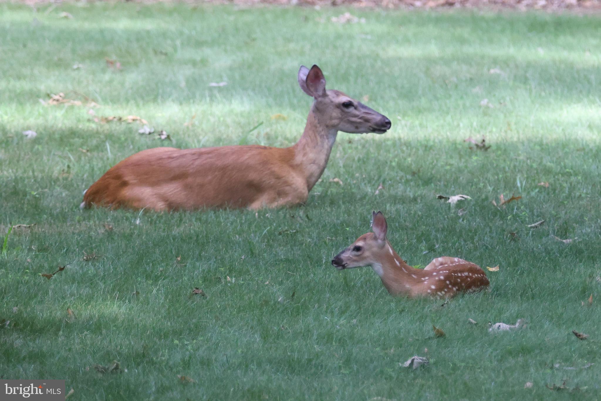 ESTATES OF CHANCELLORSVILLE - Residential
