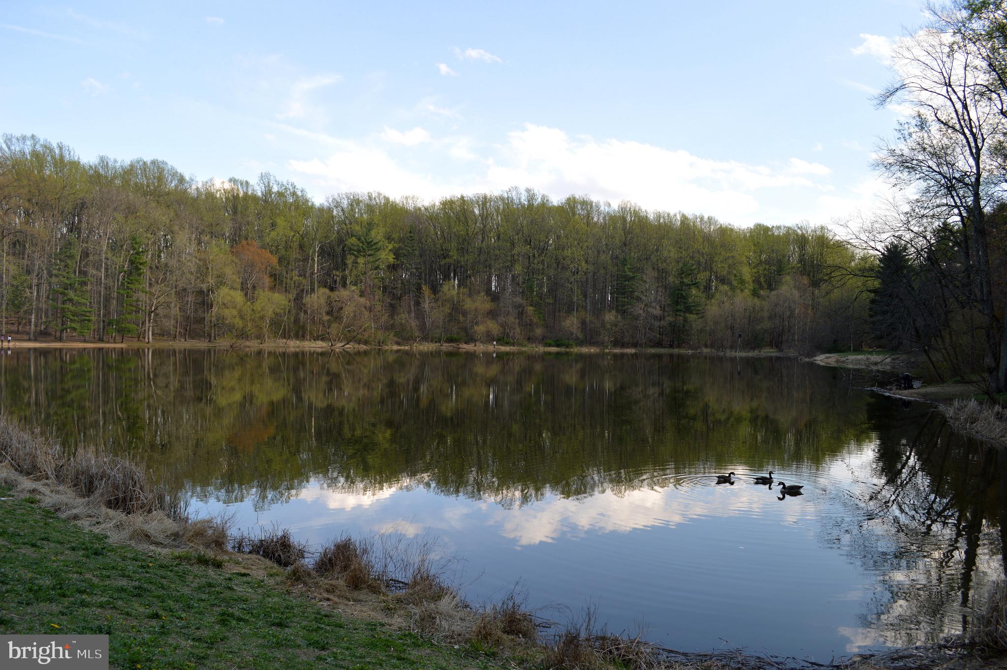 WHEATON FOREST - Residential