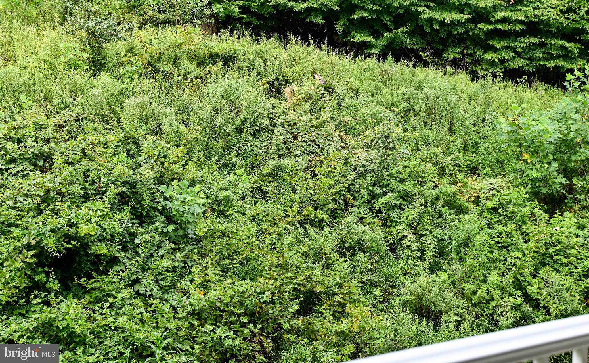 MACPHAIL WOODS - Residential