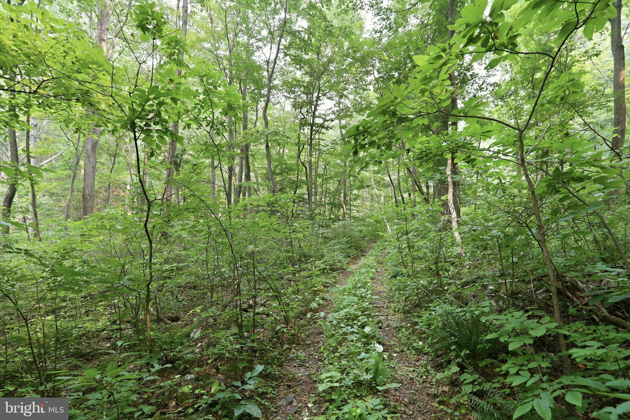 GOONEY MANOR LOOP