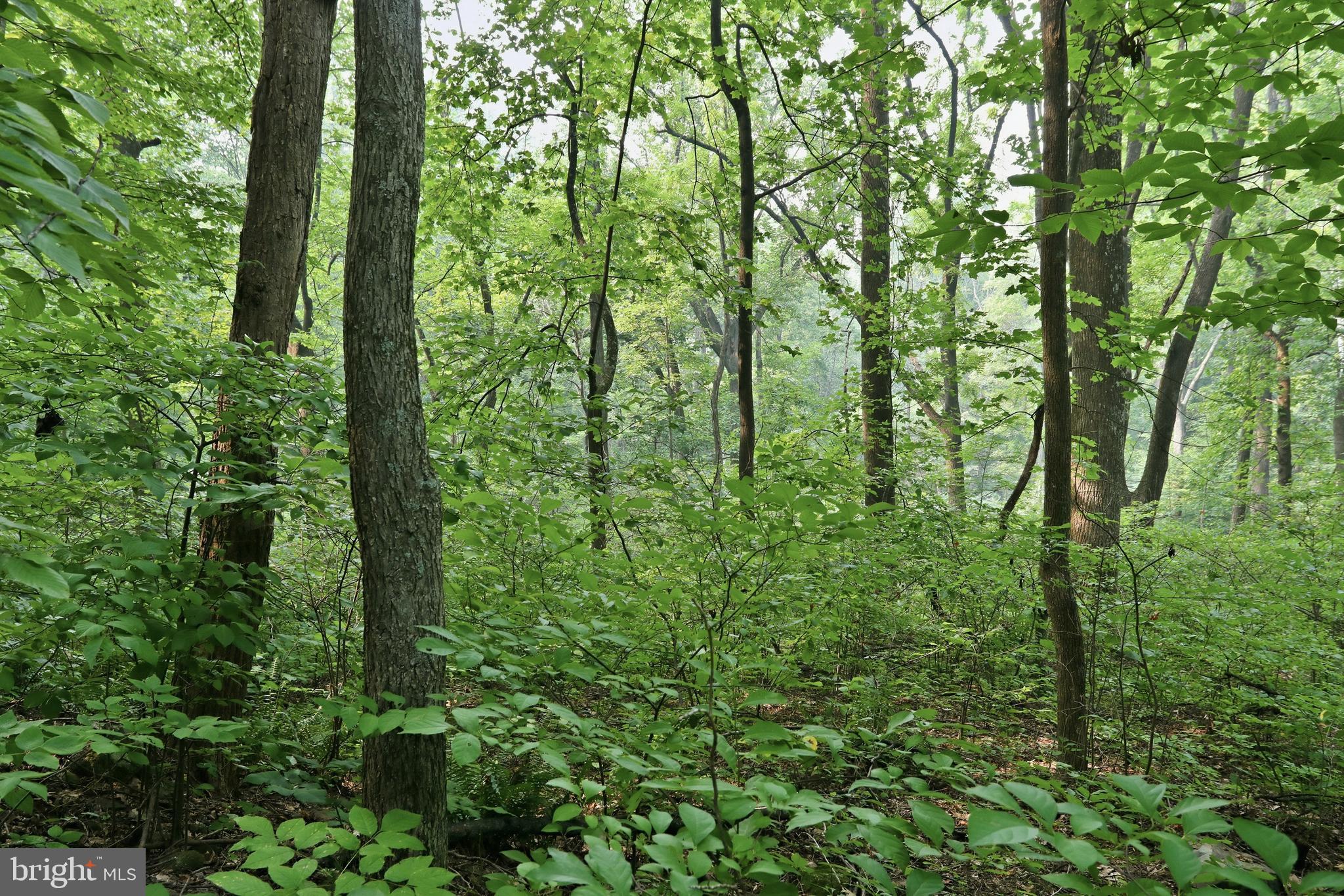 GOONEY MANOR LOOP