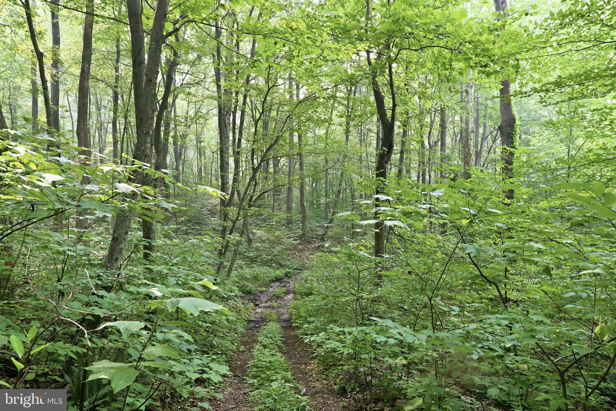 GOONEY MANOR LOOP