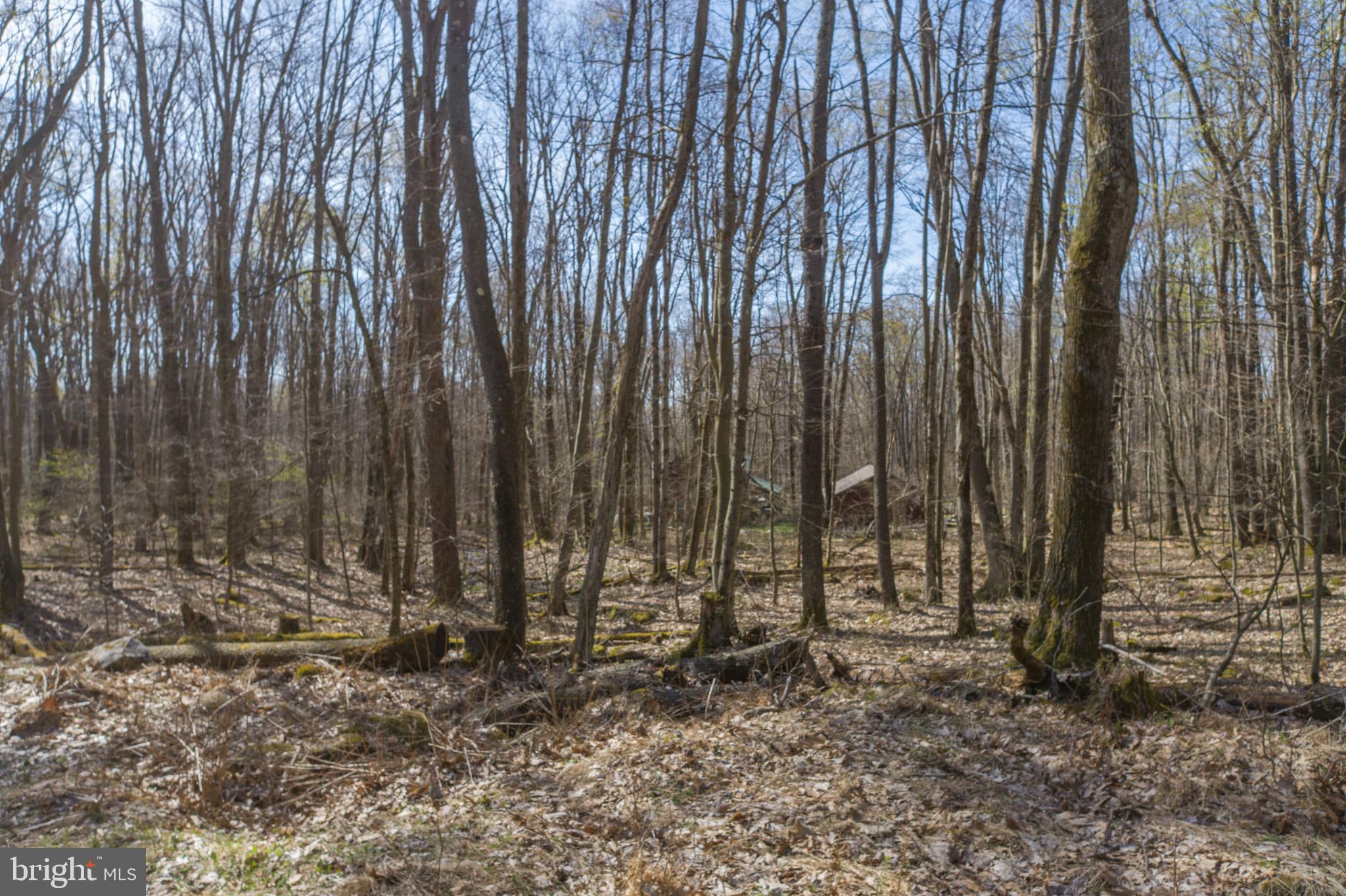 YOUGH MT. RESORT - Land