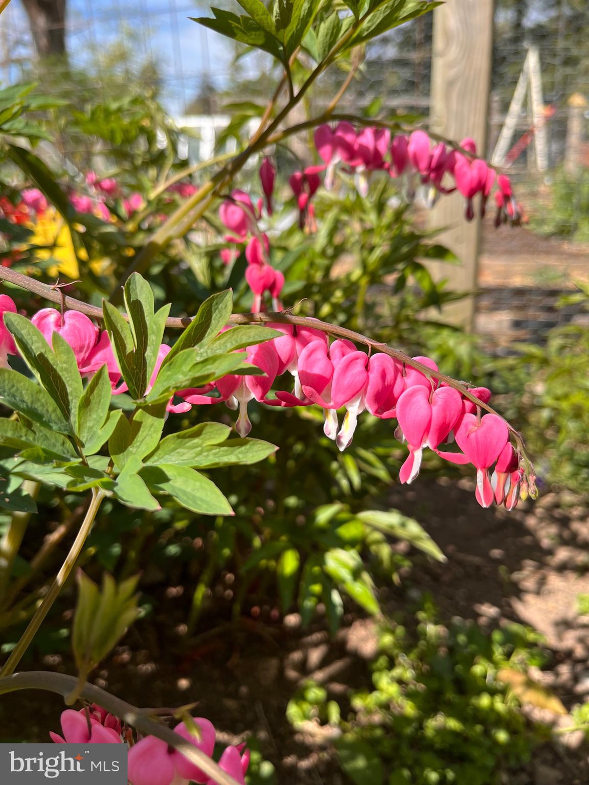 SHEPHERDSTOWN CORPORATION - Residential