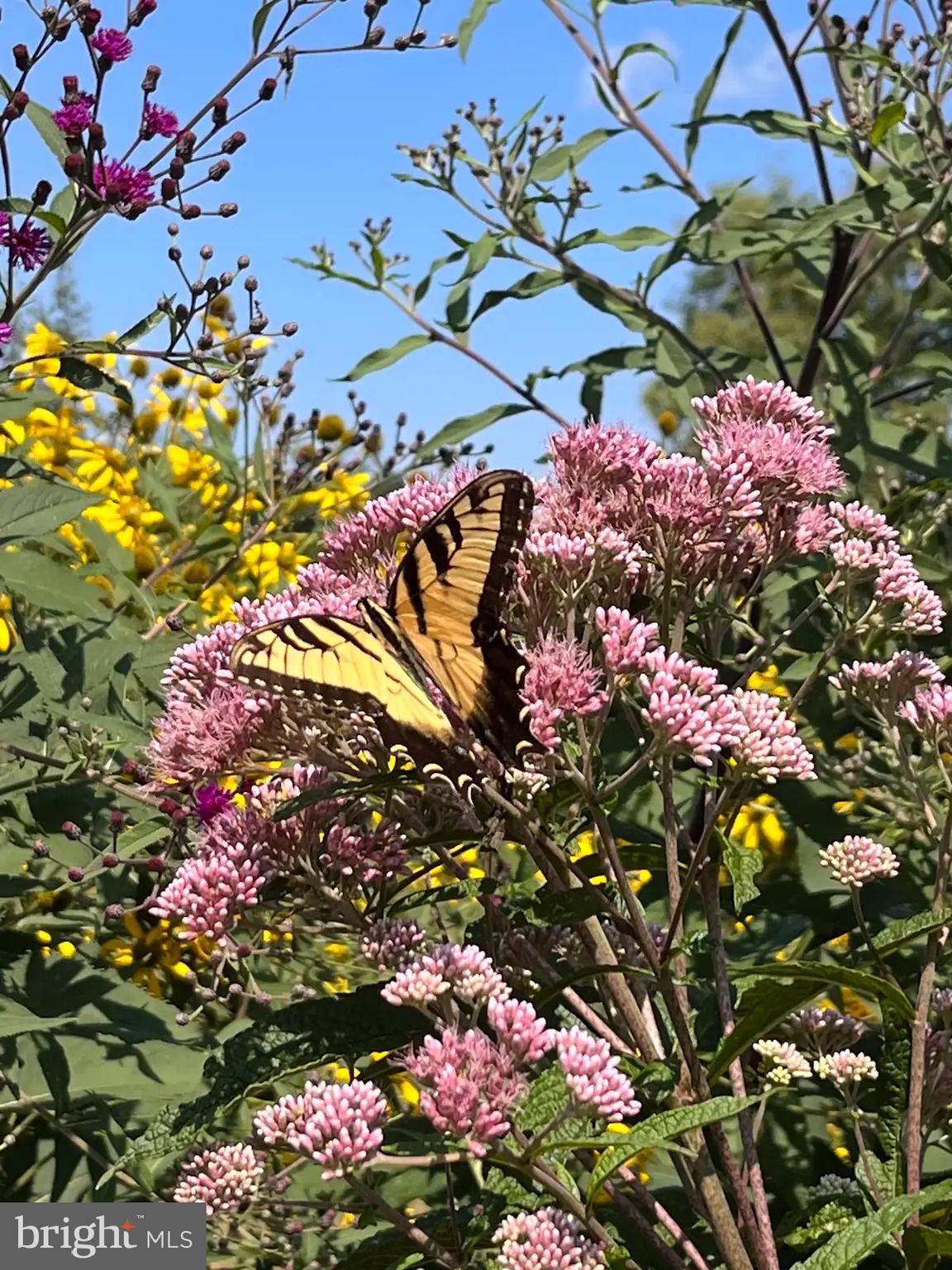 SHEPHERDSTOWN CORPORATION - Residential