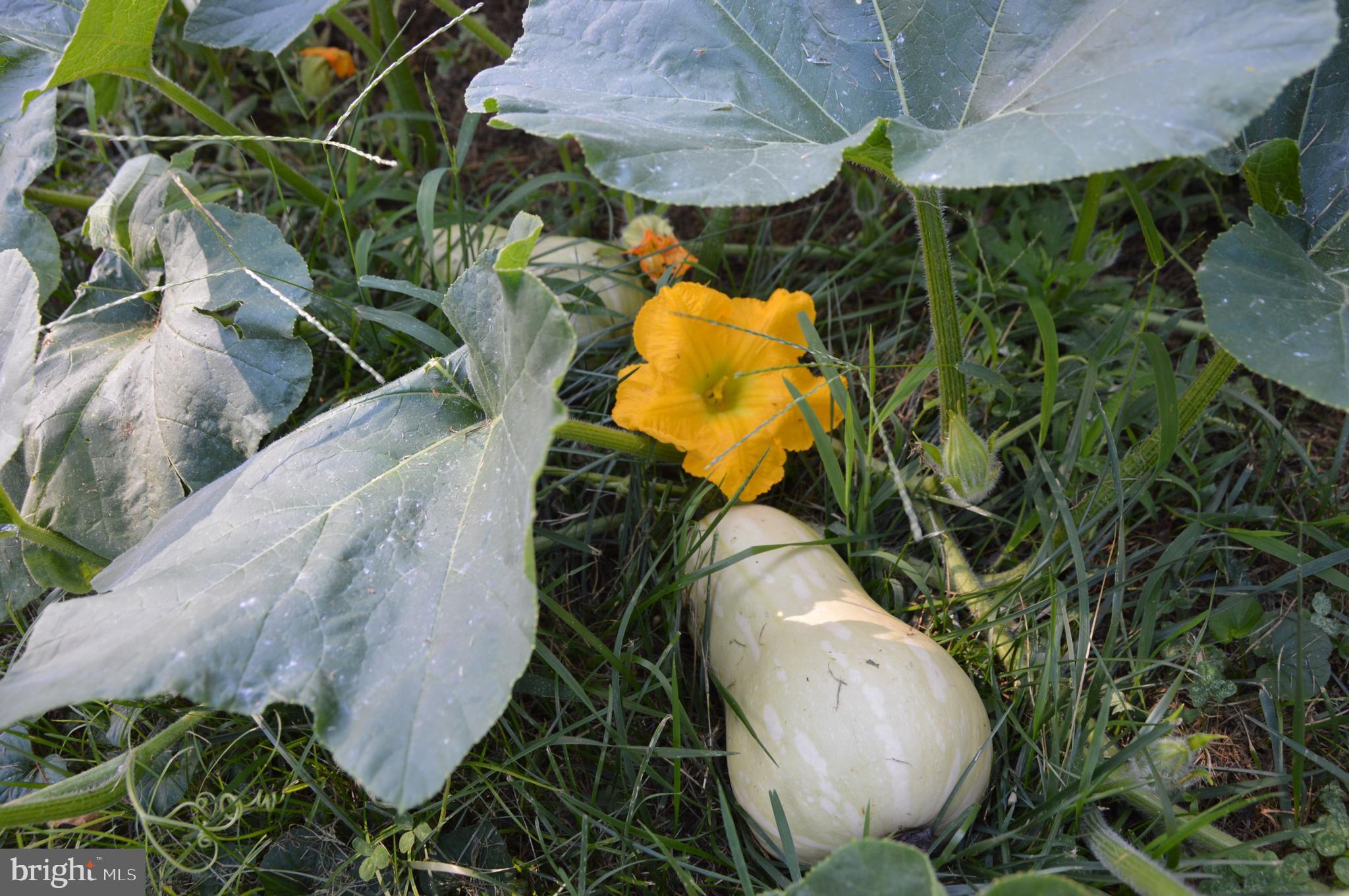 FOXHILLS - Residential