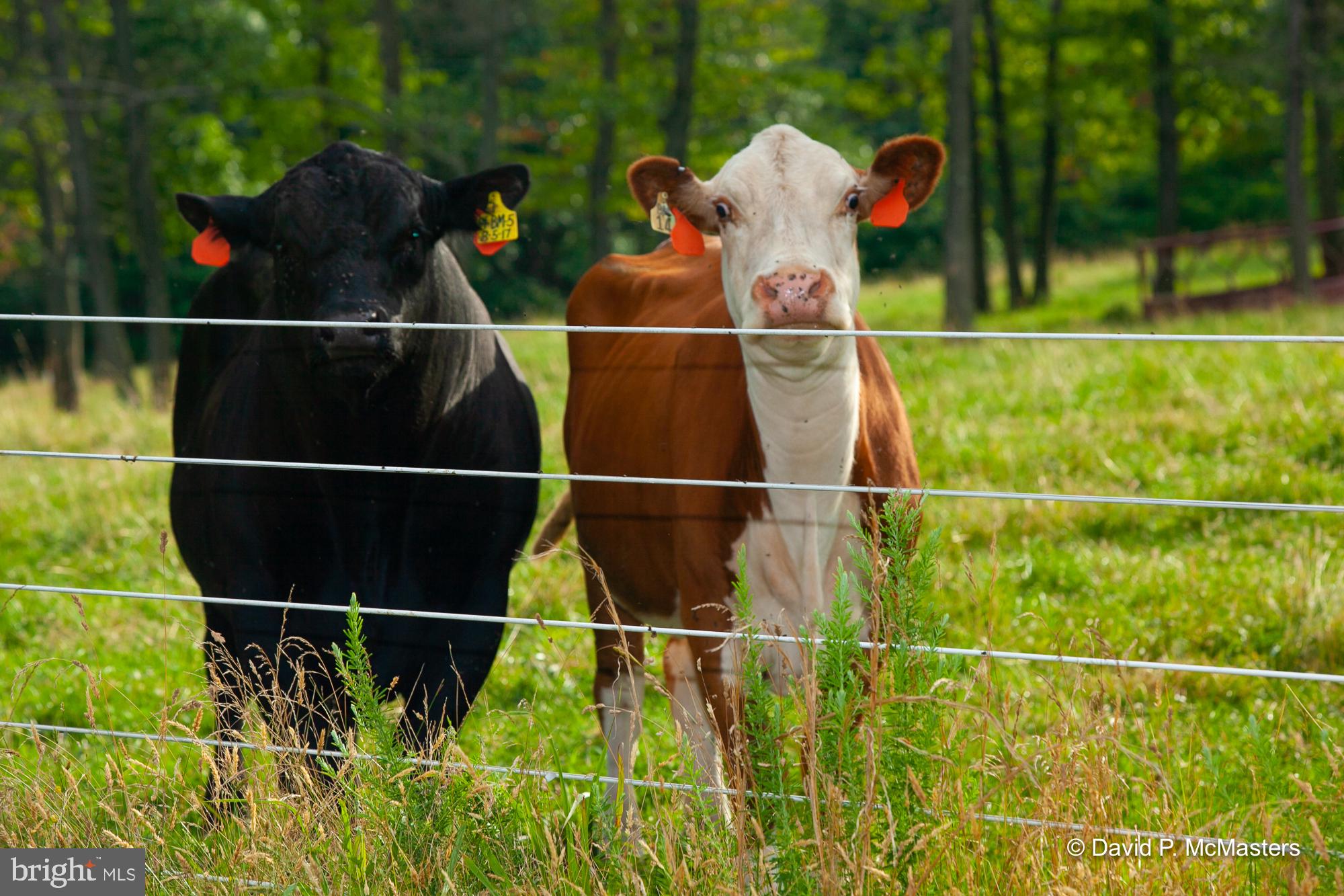 THE MEADOWS AT SLEEPY CREEK - Residential