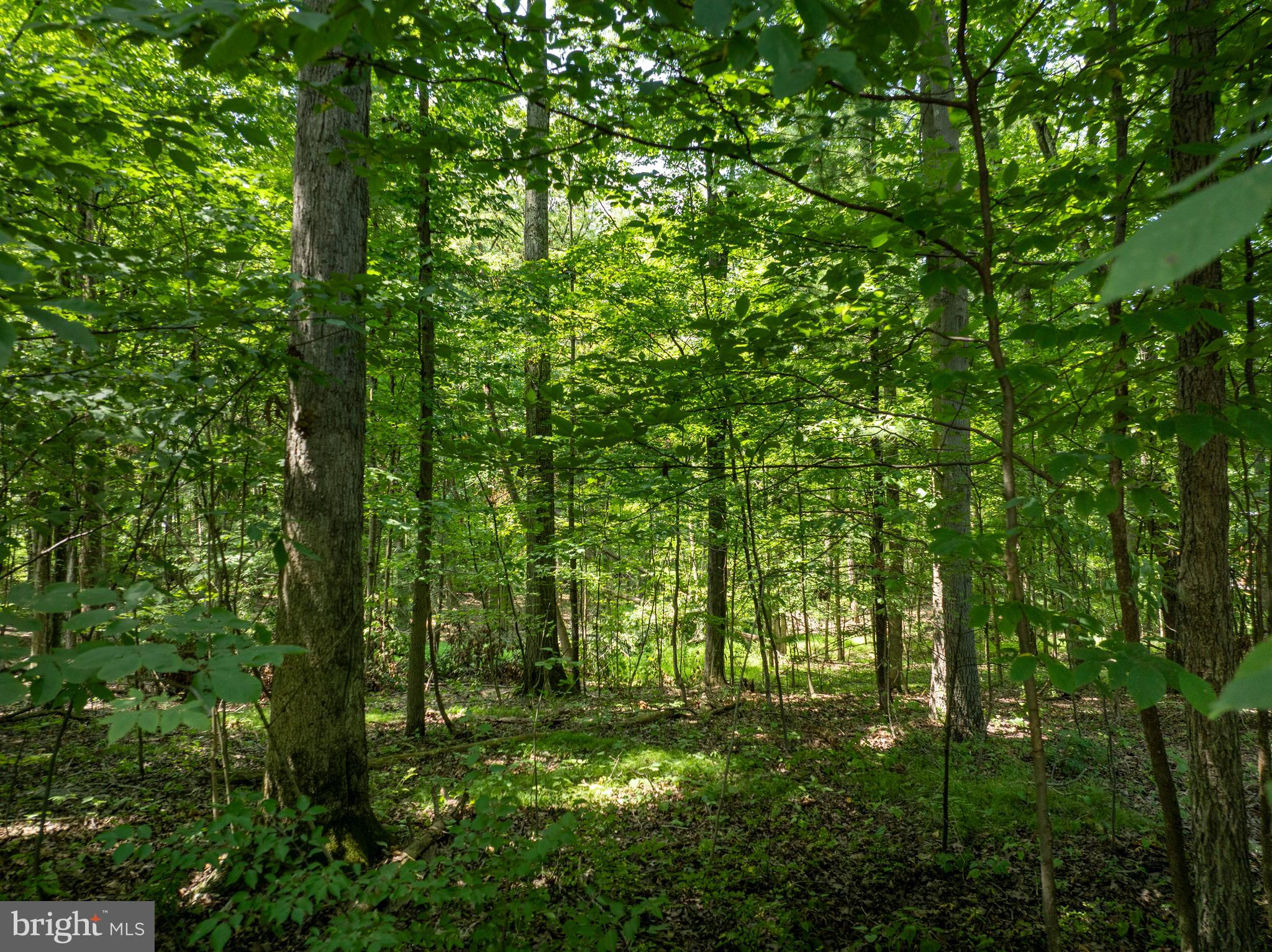 Lot 5 BALD EAGLE FOREST ROAD