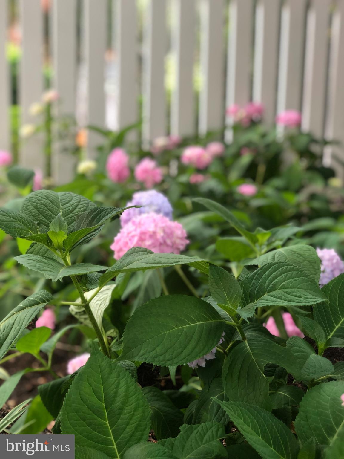 DEL RAY - Residential Lease