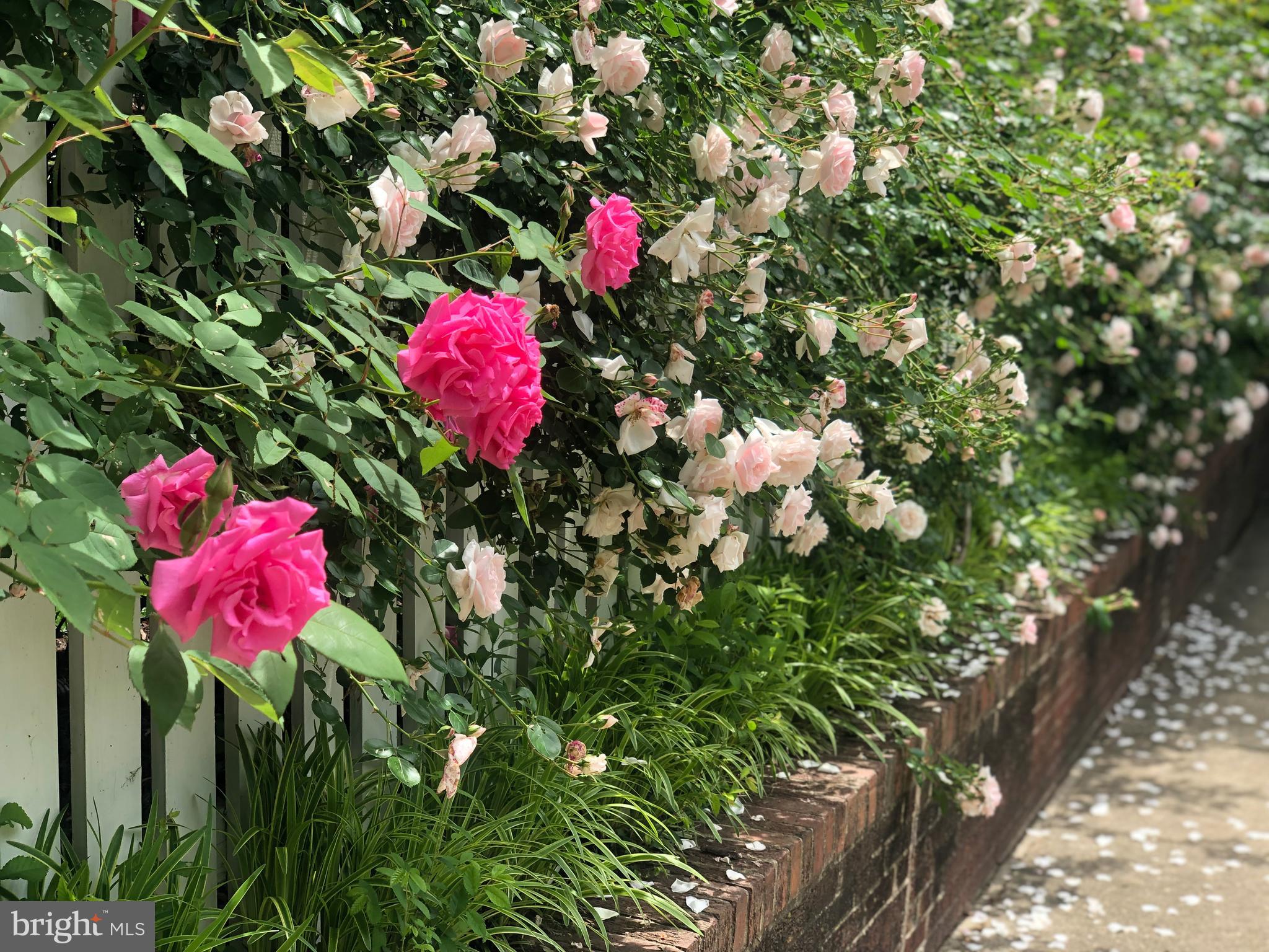 DEL RAY - Residential Lease