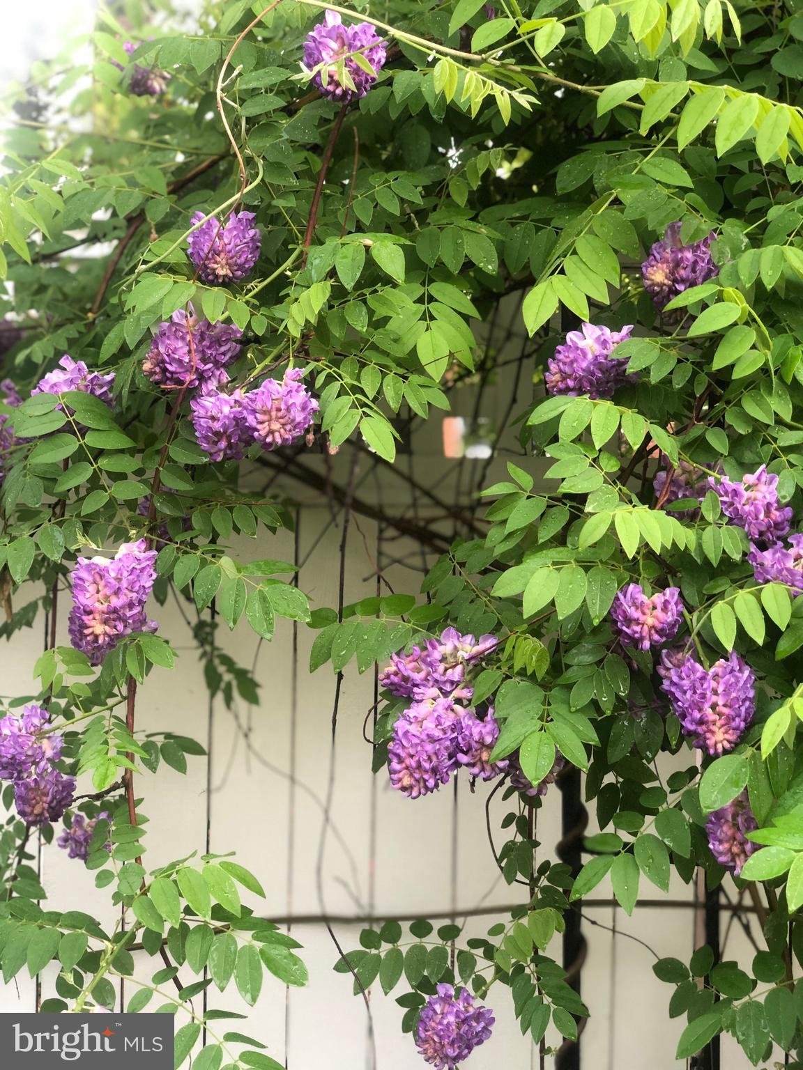 DEL RAY - Residential Lease