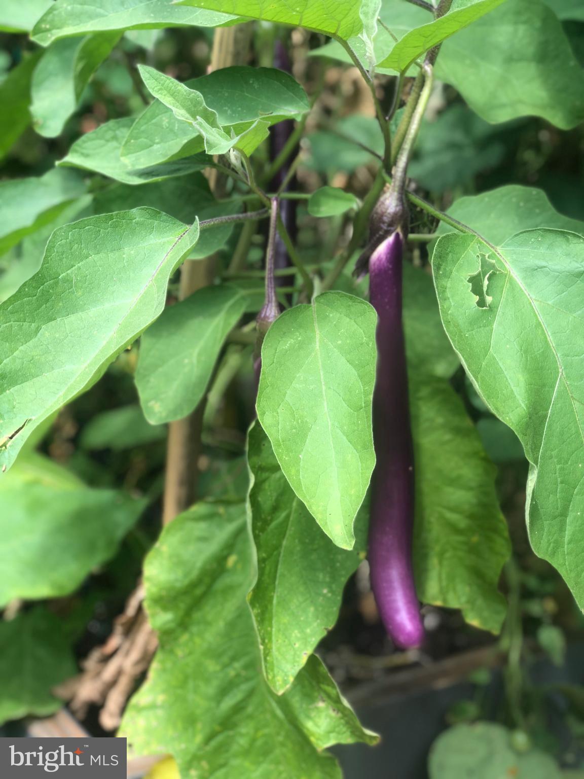 DEL RAY - Residential Lease