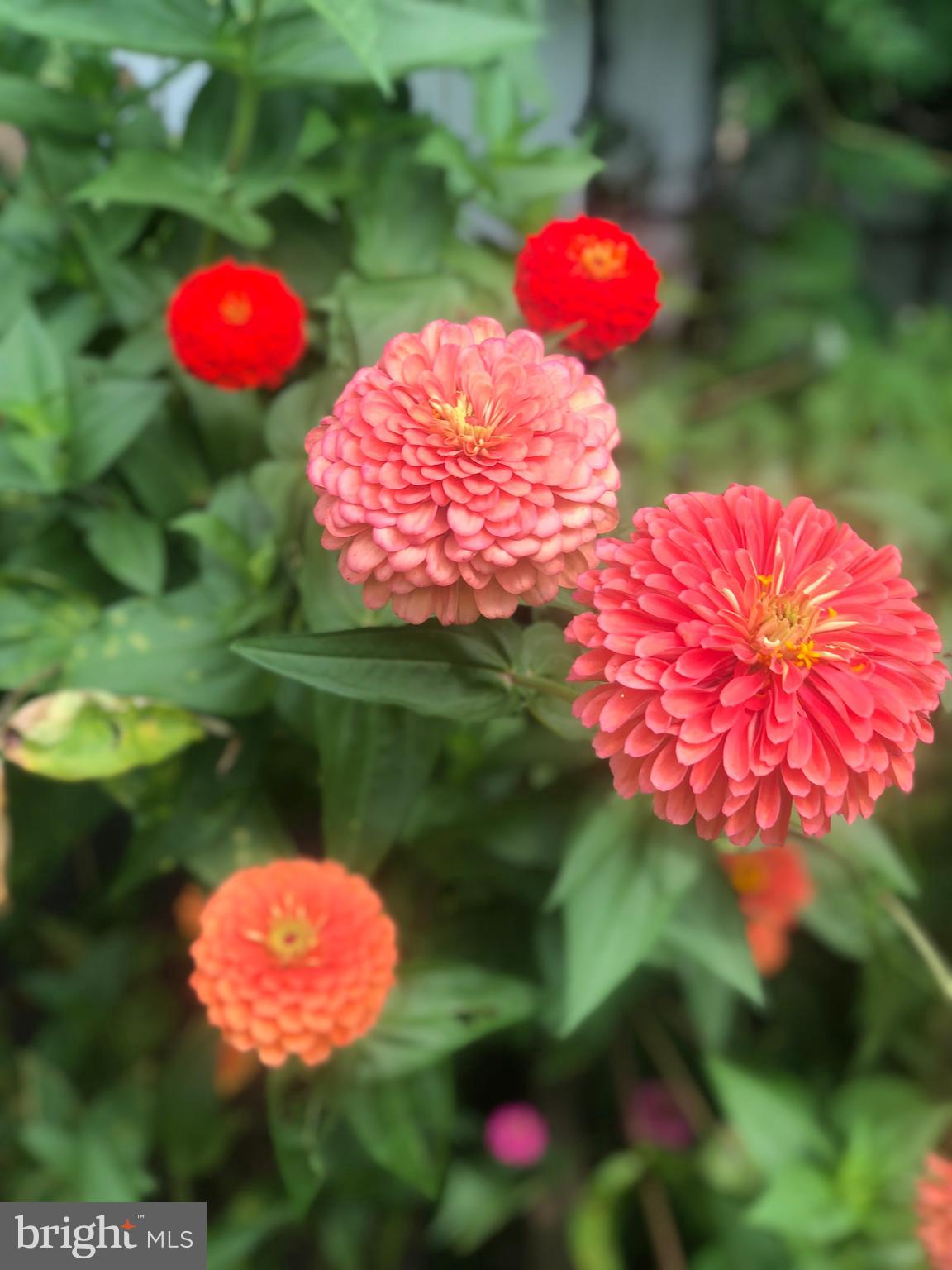 DEL RAY - Residential Lease