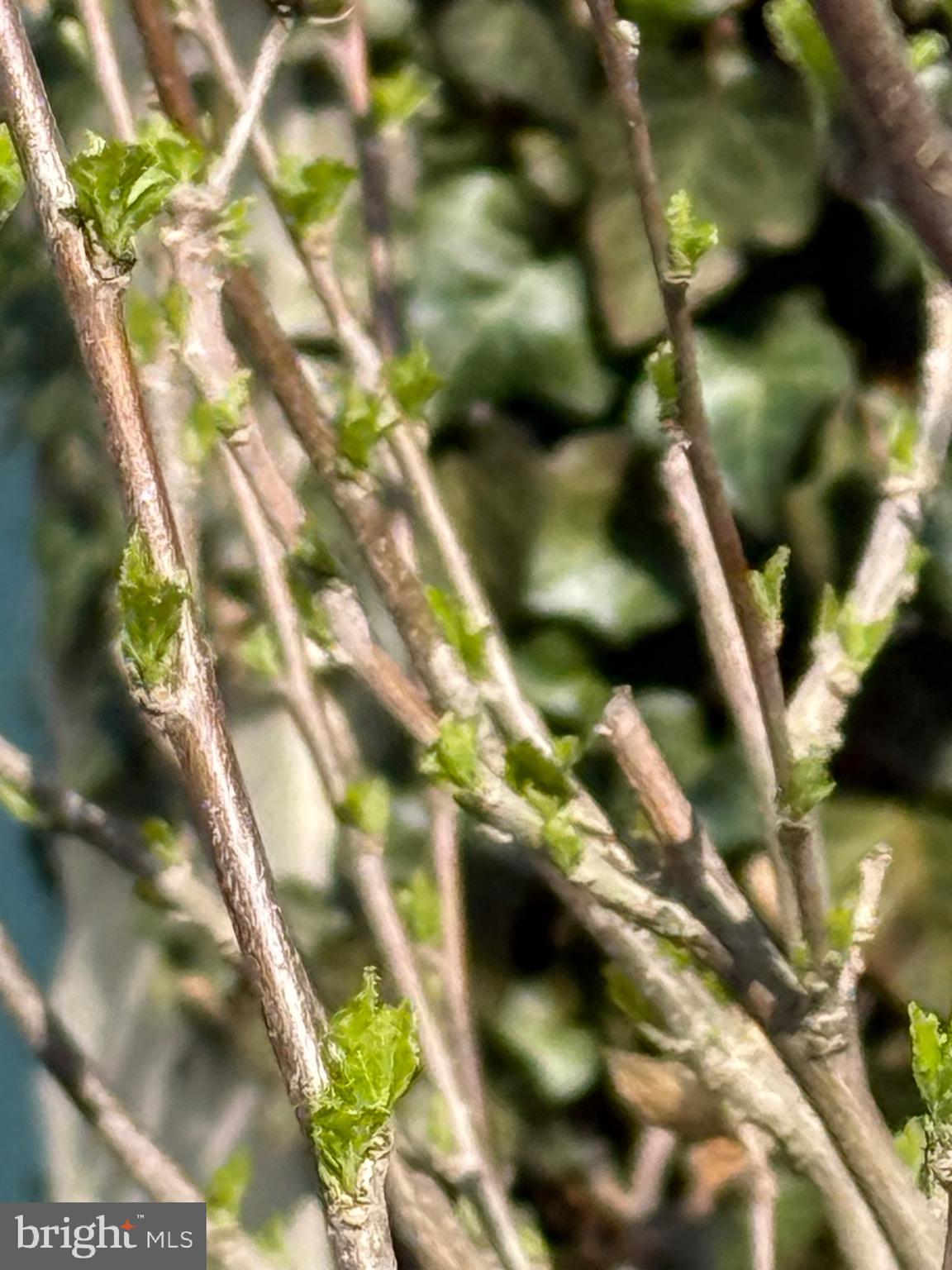 SYLVAN SHORES - Residential