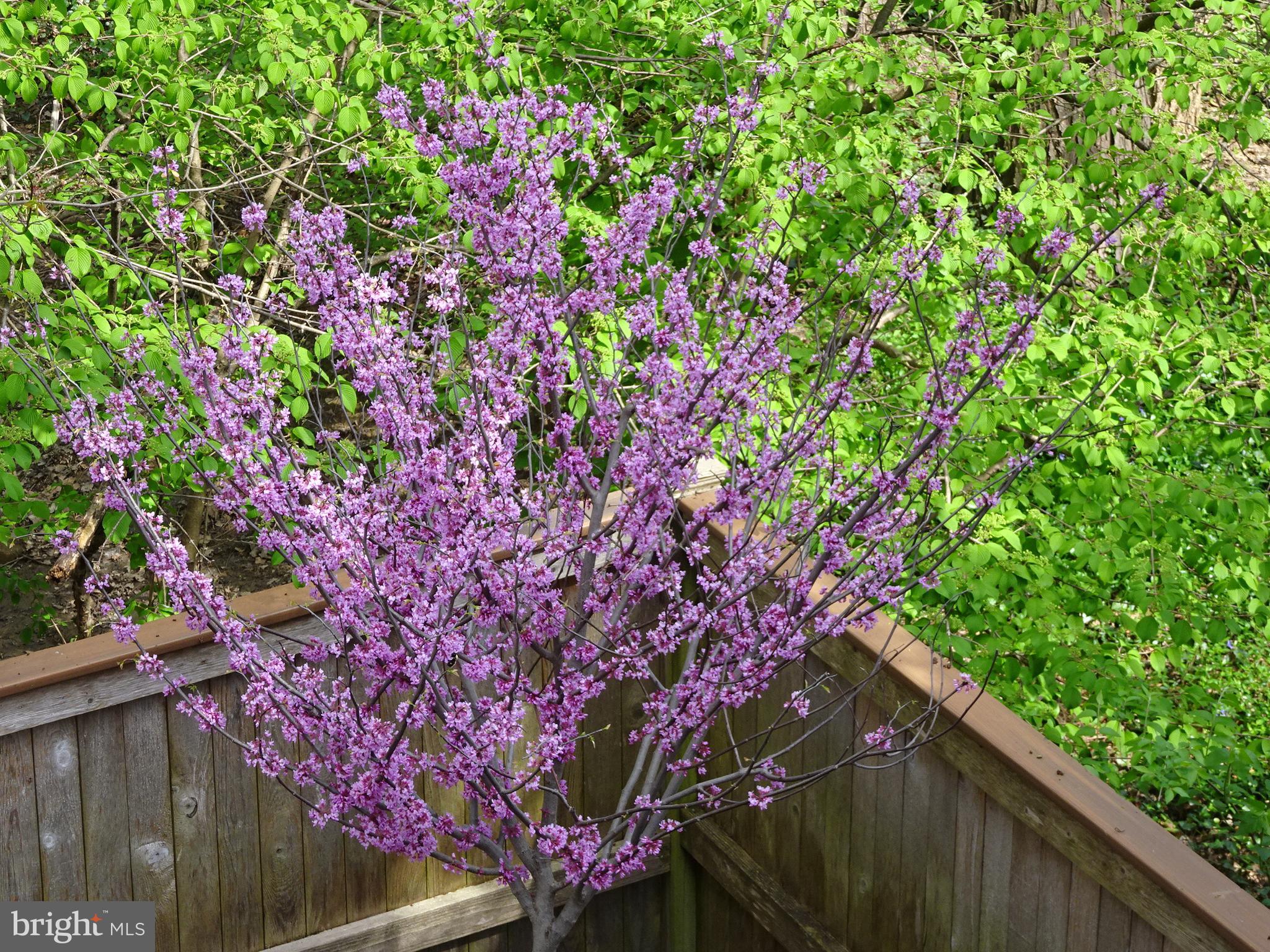 EDGELEA GARDENS - Residential