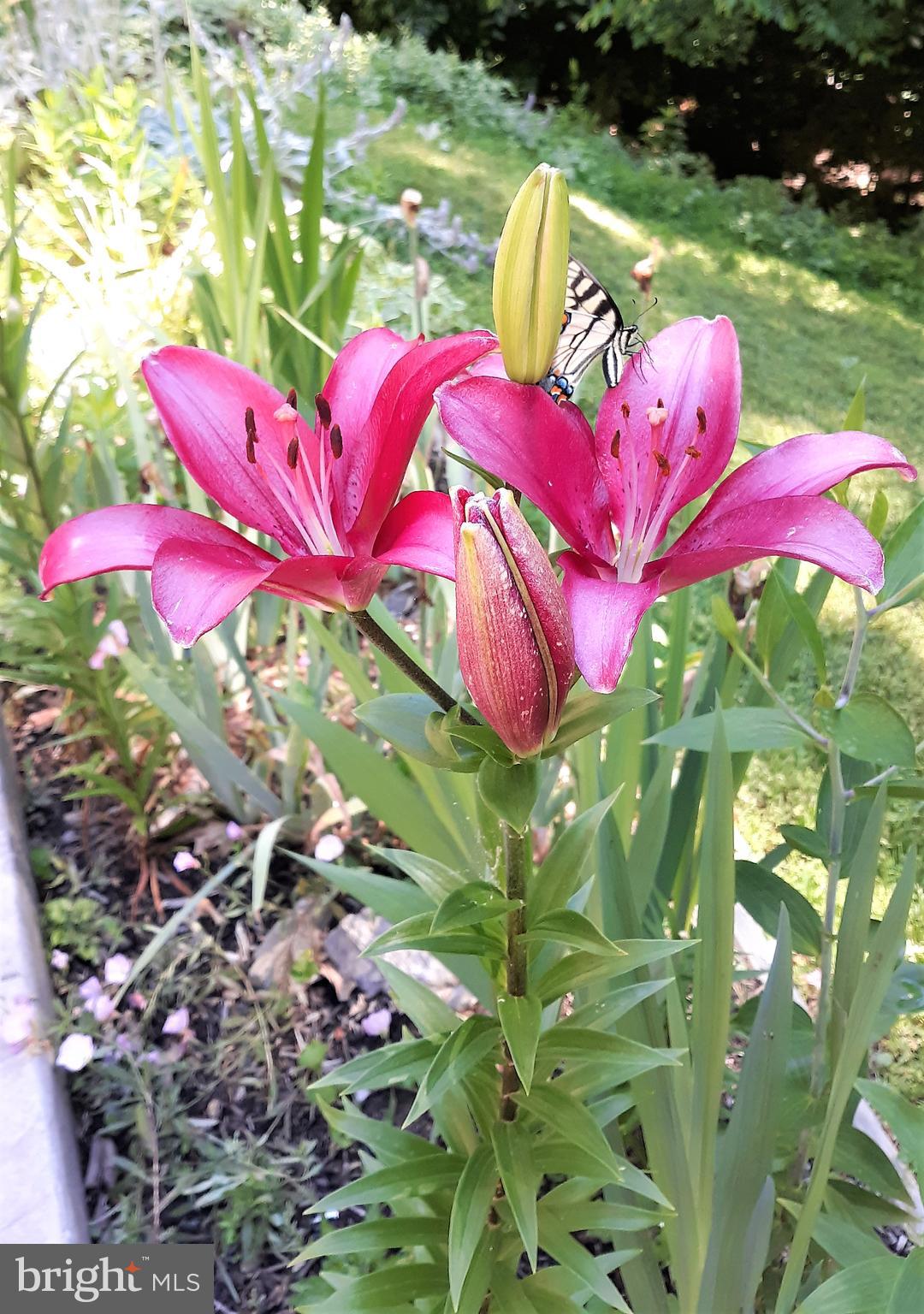 WOODBINE WOODS - Residential