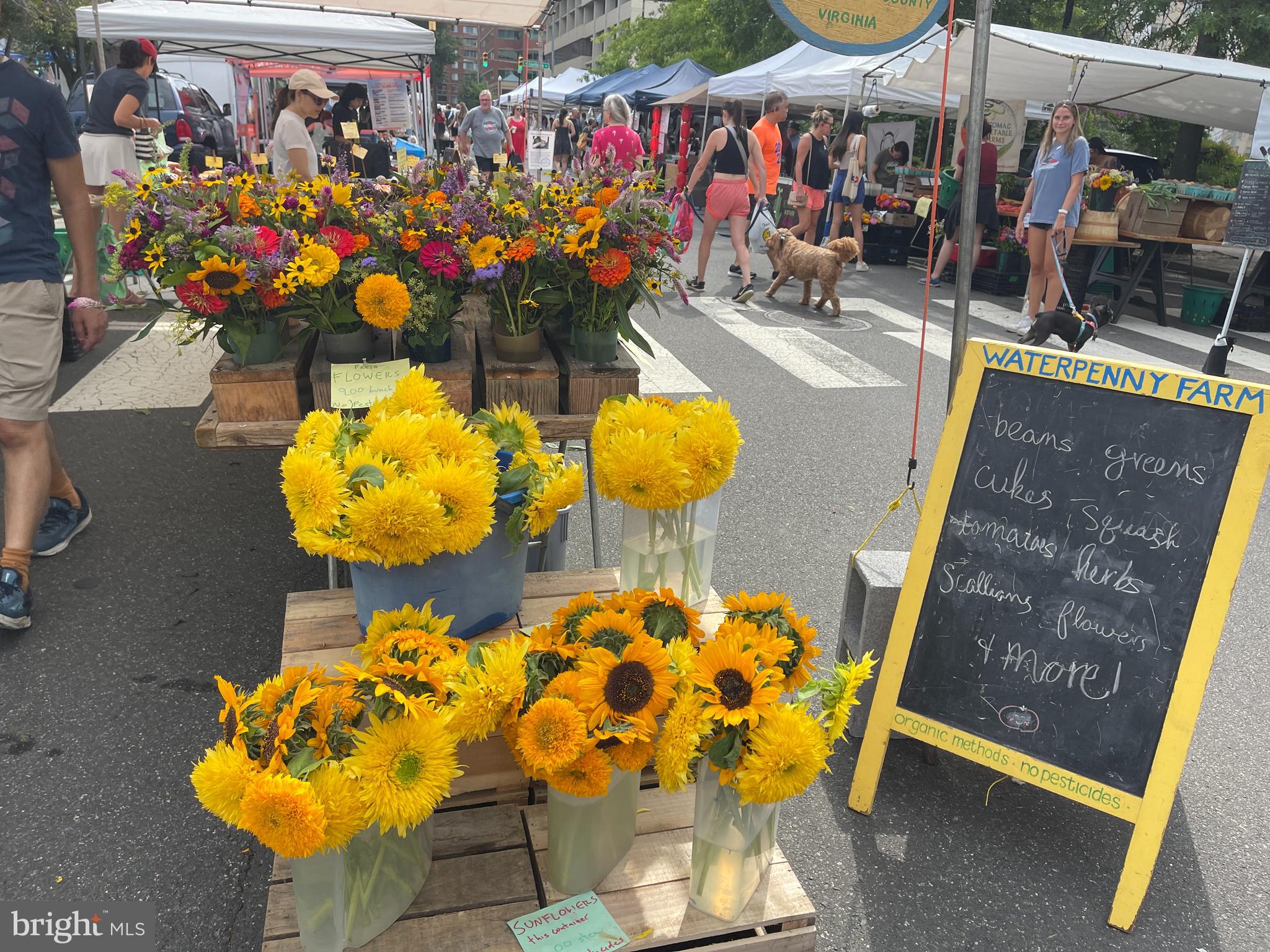 LYON VILLAGE - Residential