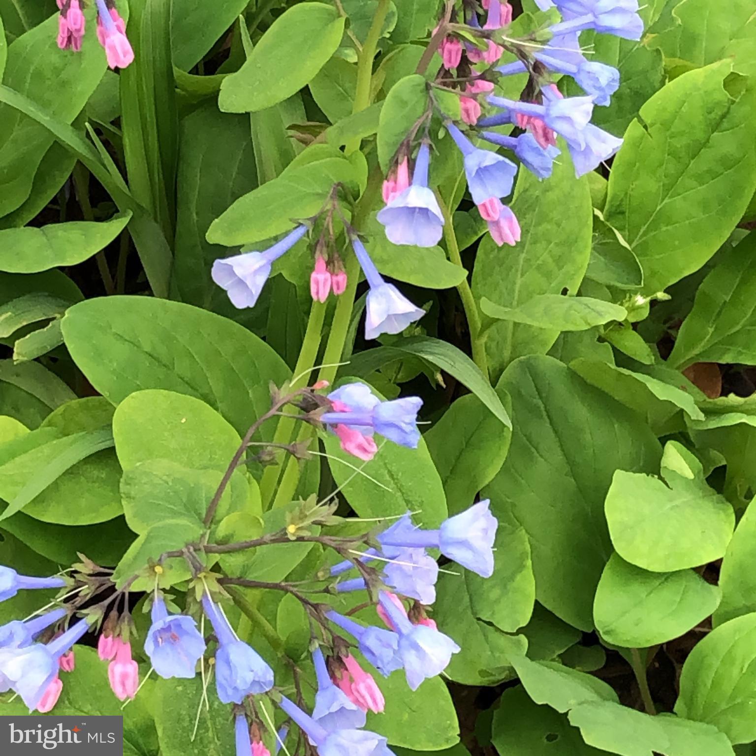 HETZEL - Residential