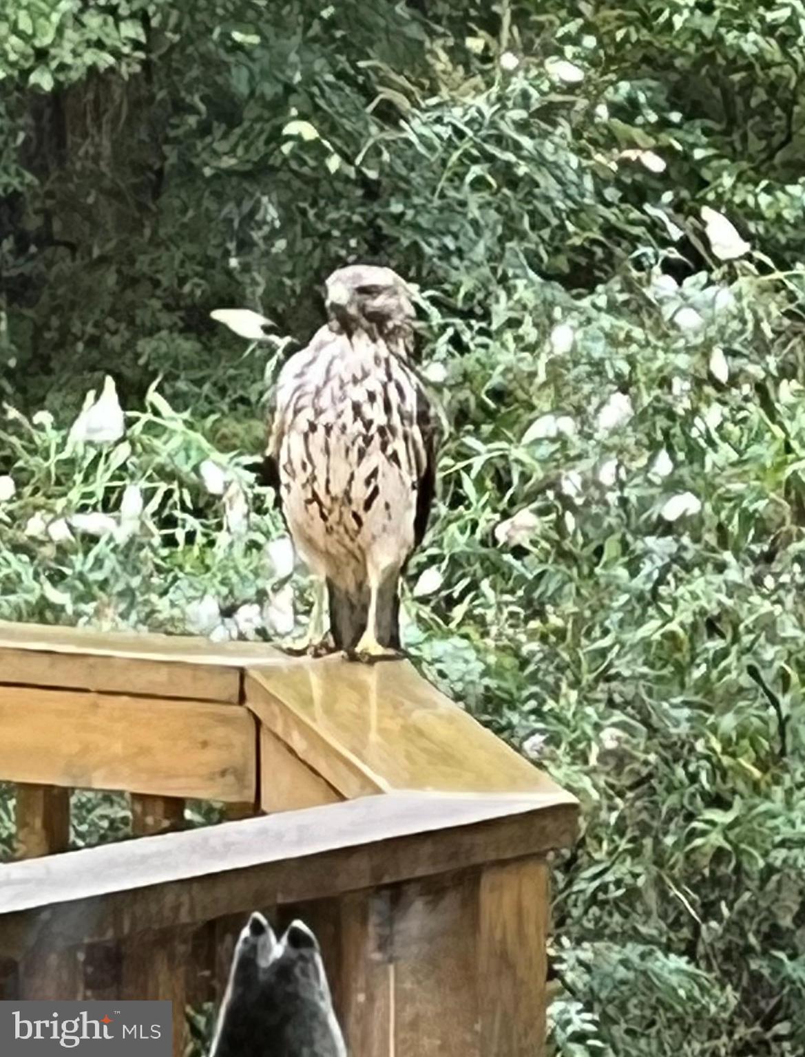 HETZEL - Residential