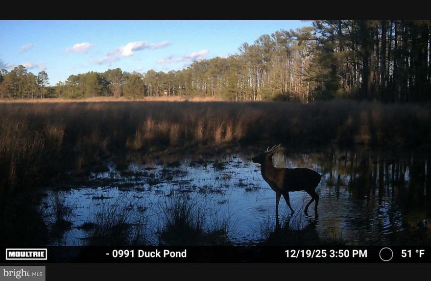 Hunters Haven! The perfect blend of recreation and opportunity with this 16-acre hunting property with 2 ponds.  Featuring a versatile large agricultural field,  a blank canvas to make it your own, strategically plant food plots or the back right corner is an ideal location for a future impoundment to attract and sustain wildlife.

This property has a little bit of everything for outdoor enthusiasts, offering excellent hunting for sika deer, whitetail deer, waterfowl, and turkeys along with some pond fishing. The diverse habitat and open field create ideal conditions for both seasoned hunters and those looking to establish a private retreat.

An older mobile home currently sits on the property and is considered a tear-down, but it provides a valuable head start with existing infrastructure. Electric service is active, and there is an existing septic system on site (condition unknown), offering potential for future building or campsite development.

Whether you're looking to create your own hunting getaway, invest in recreational land, or develop a rural homestead, this property offers a unique opportunity with plenty of potential.