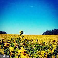 MY LADY'S MANOR - Land