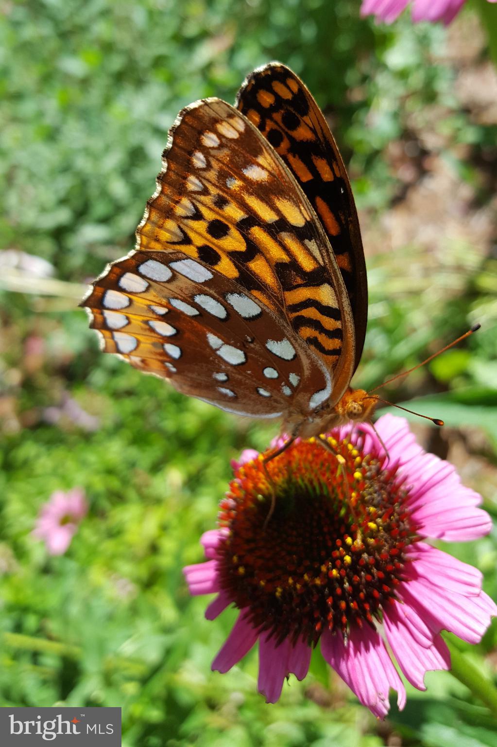 DANCE MILL - Residential