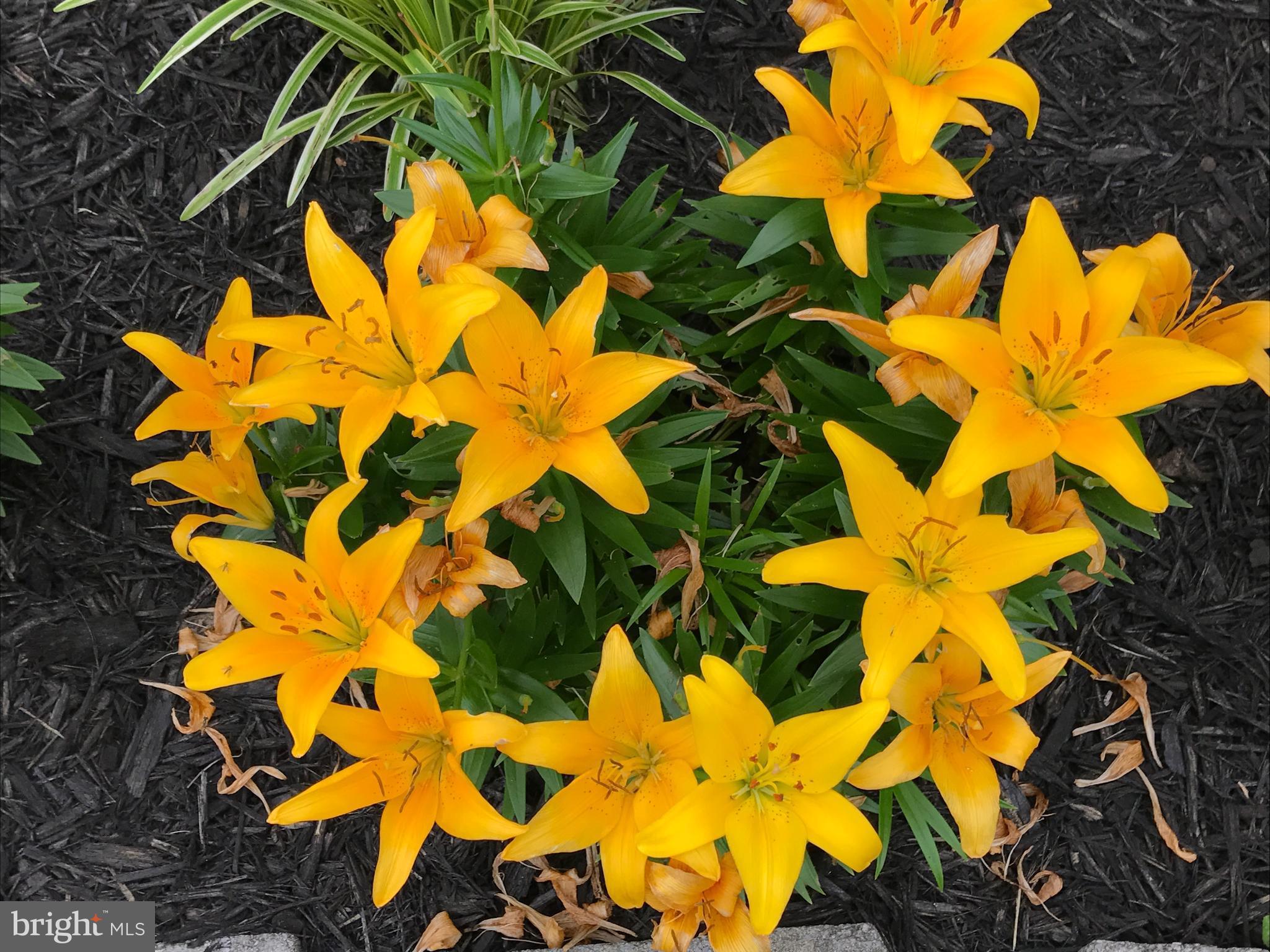 FAIRWAY GARDENS - Residential