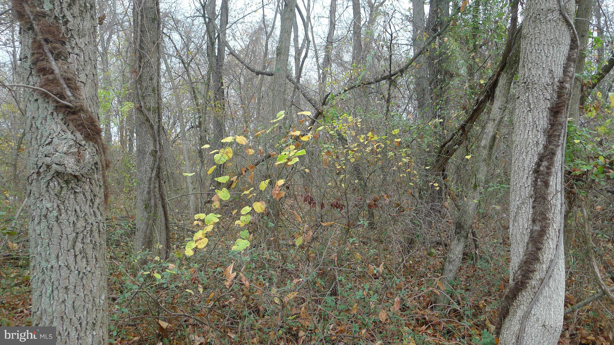 POTOMAC PARK ESTATES - Land