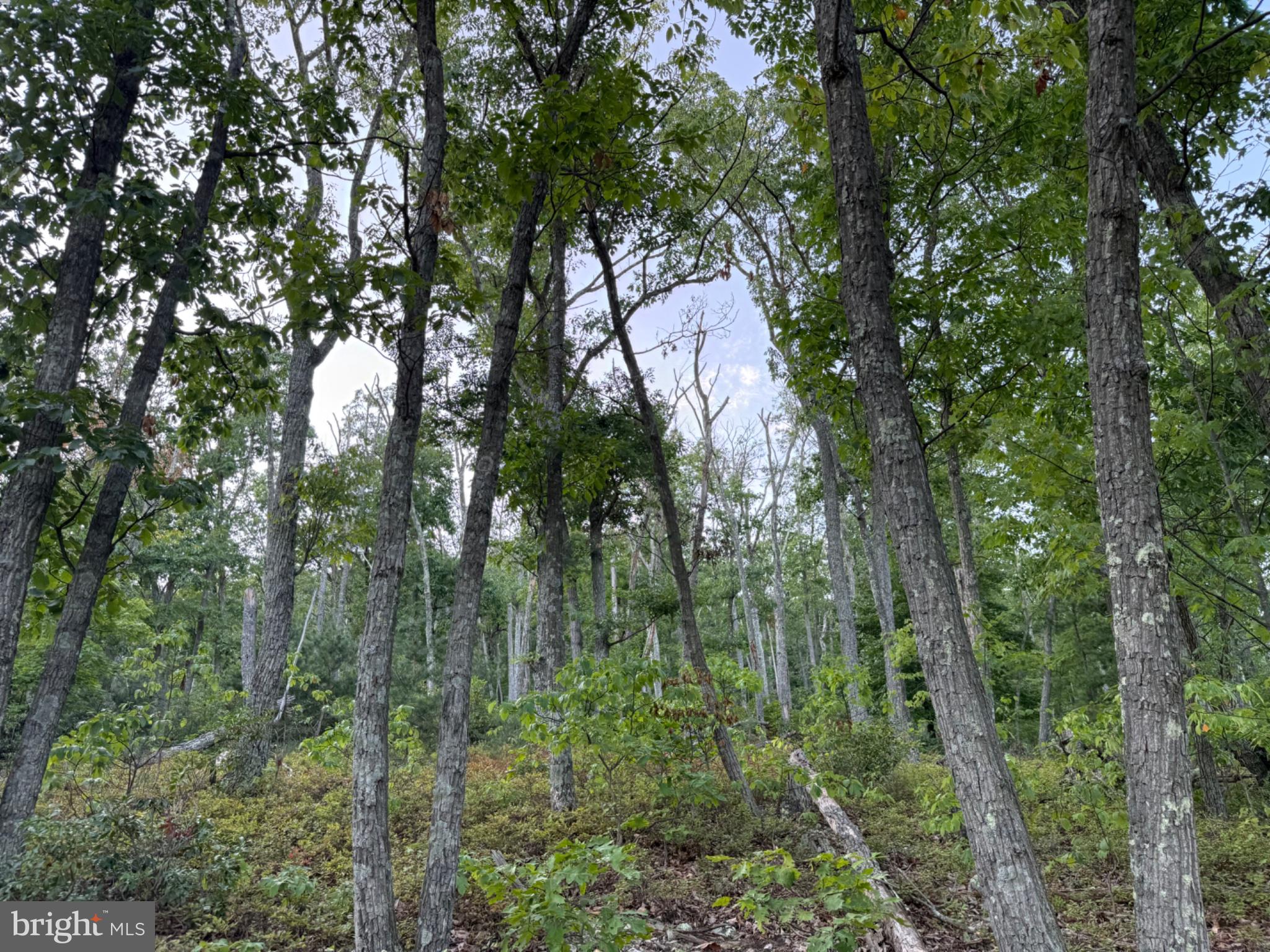 LOT 168 FIRE TOWER ROAD