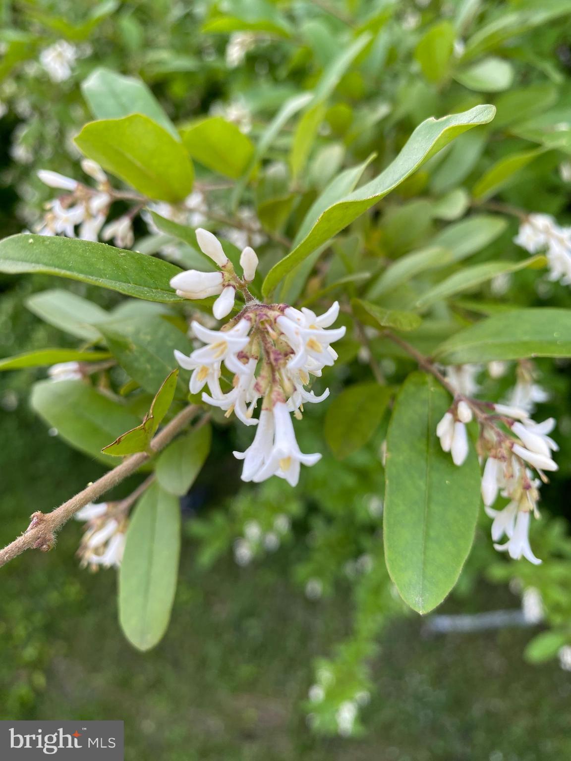 THE WOODS - Residential