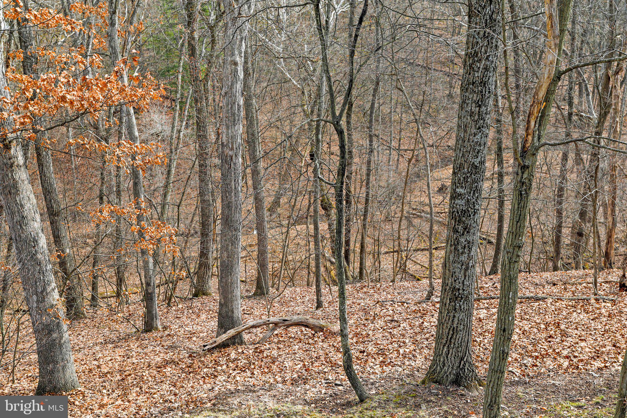 THE WOODS - Residential