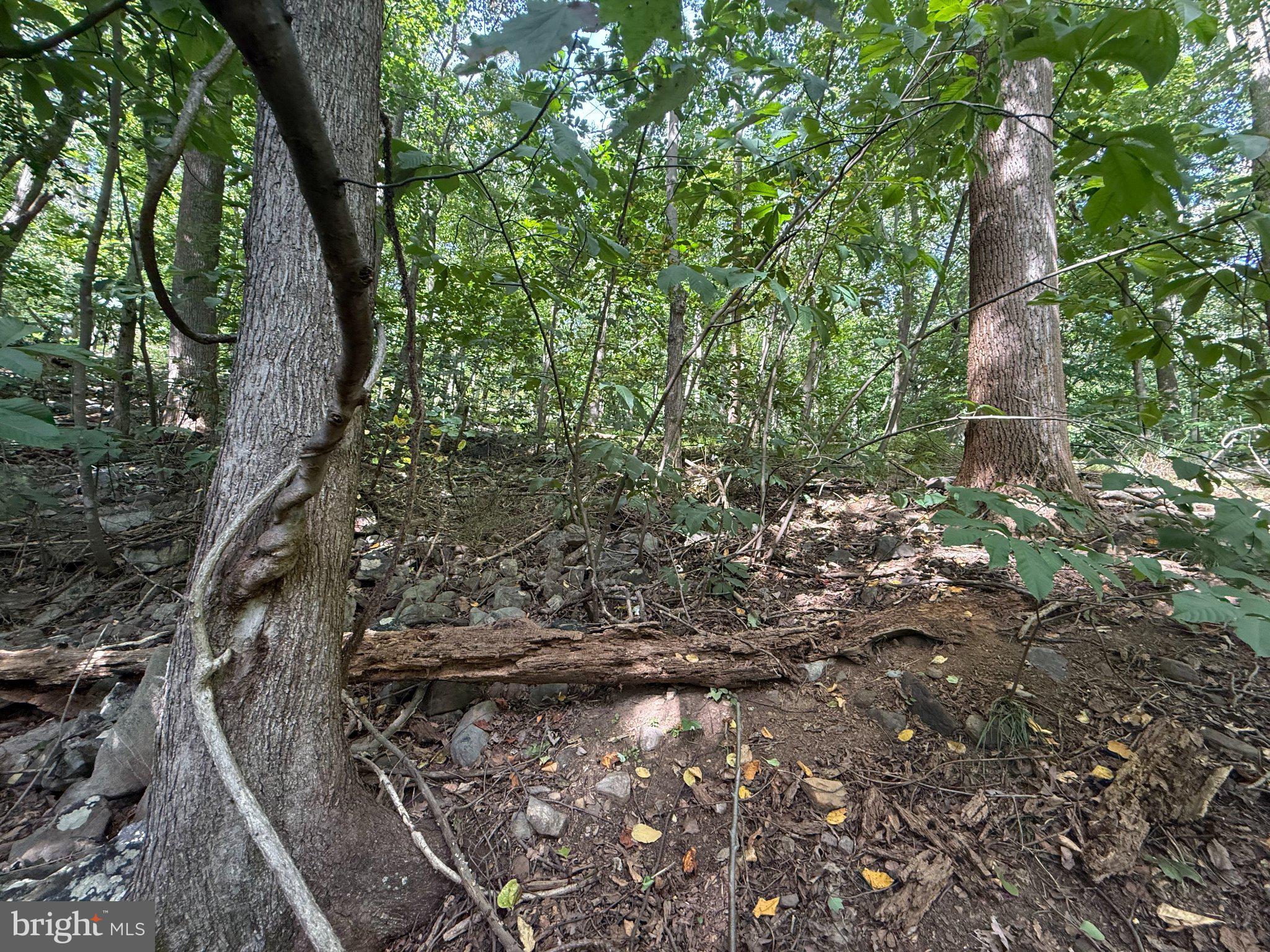 LOT 60 DOGWOOD ROAD