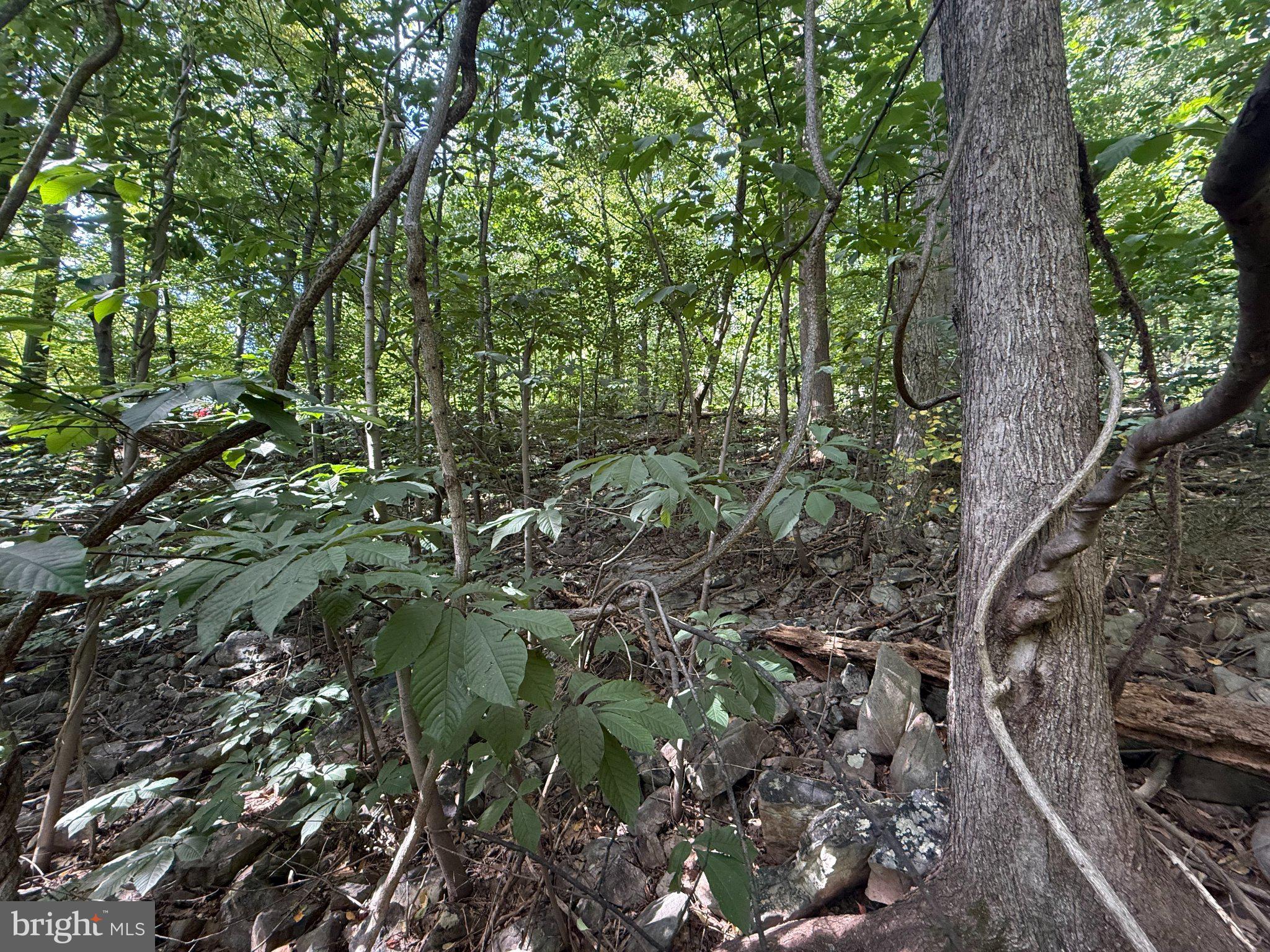 LOT 60 DOGWOOD ROAD