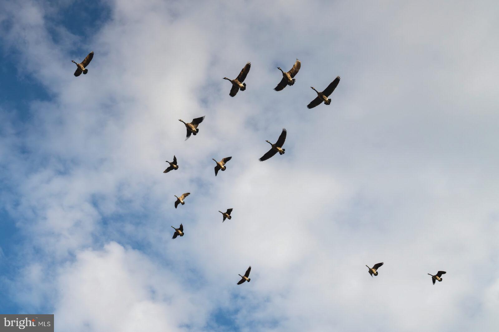 TRAPPE - Residential