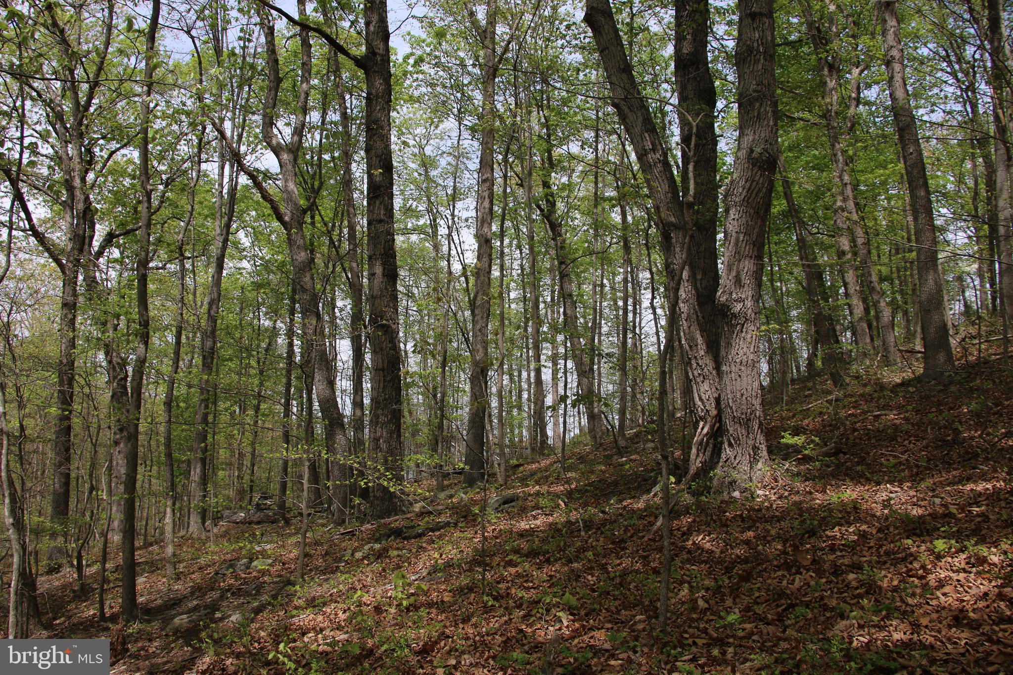 SHENANDOAH FARMS - Land