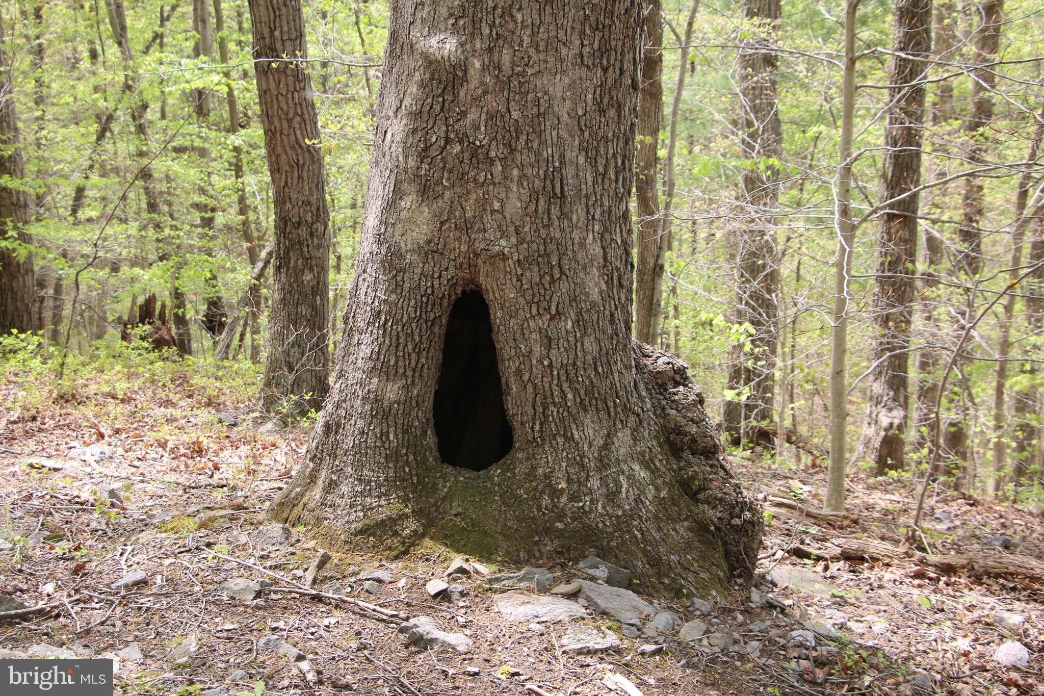 SHENANDOAH FARMS - Land