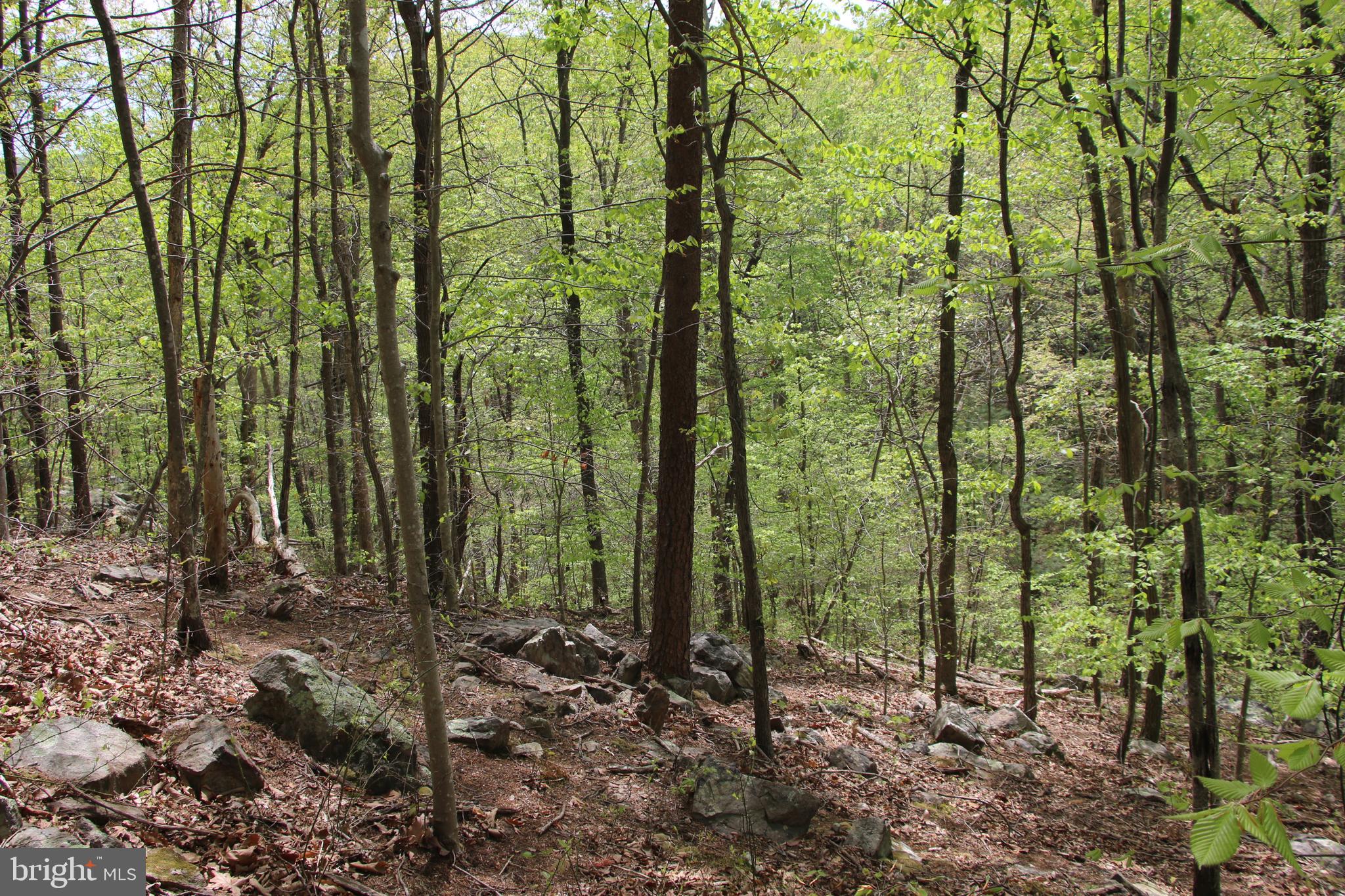 SHENANDOAH FARMS - Land