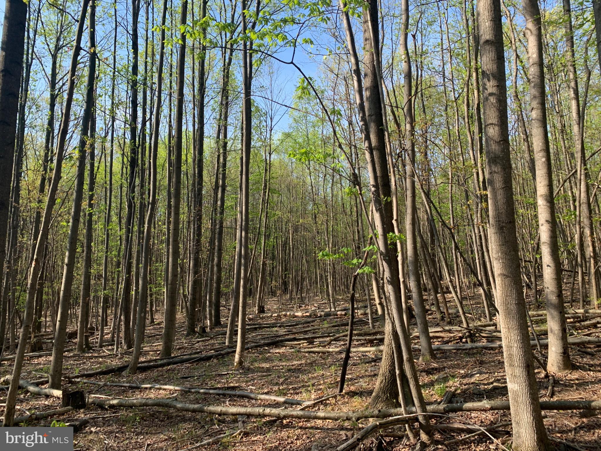 BLACK BEAR ROAD