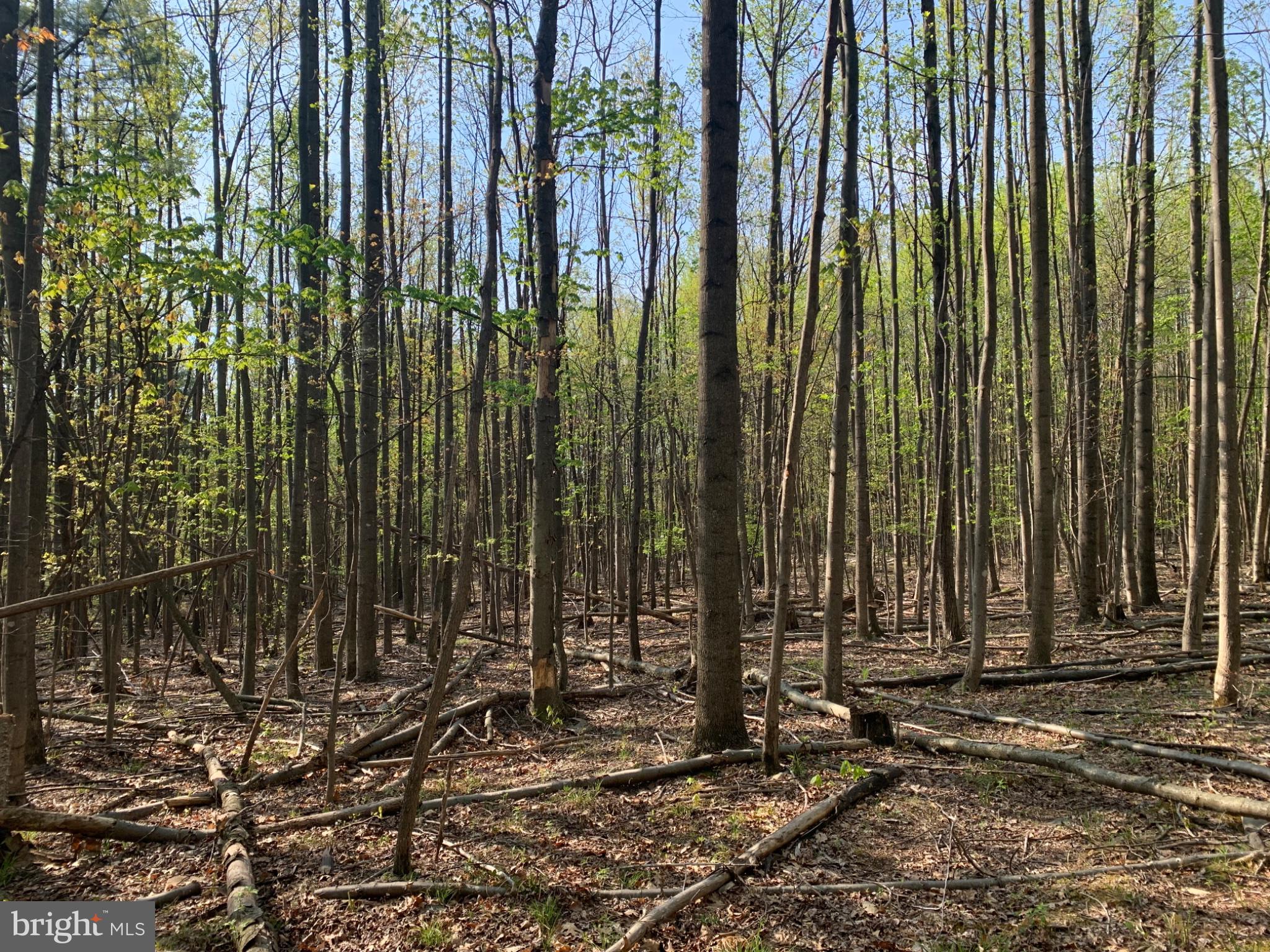 BLACK BEAR ROAD